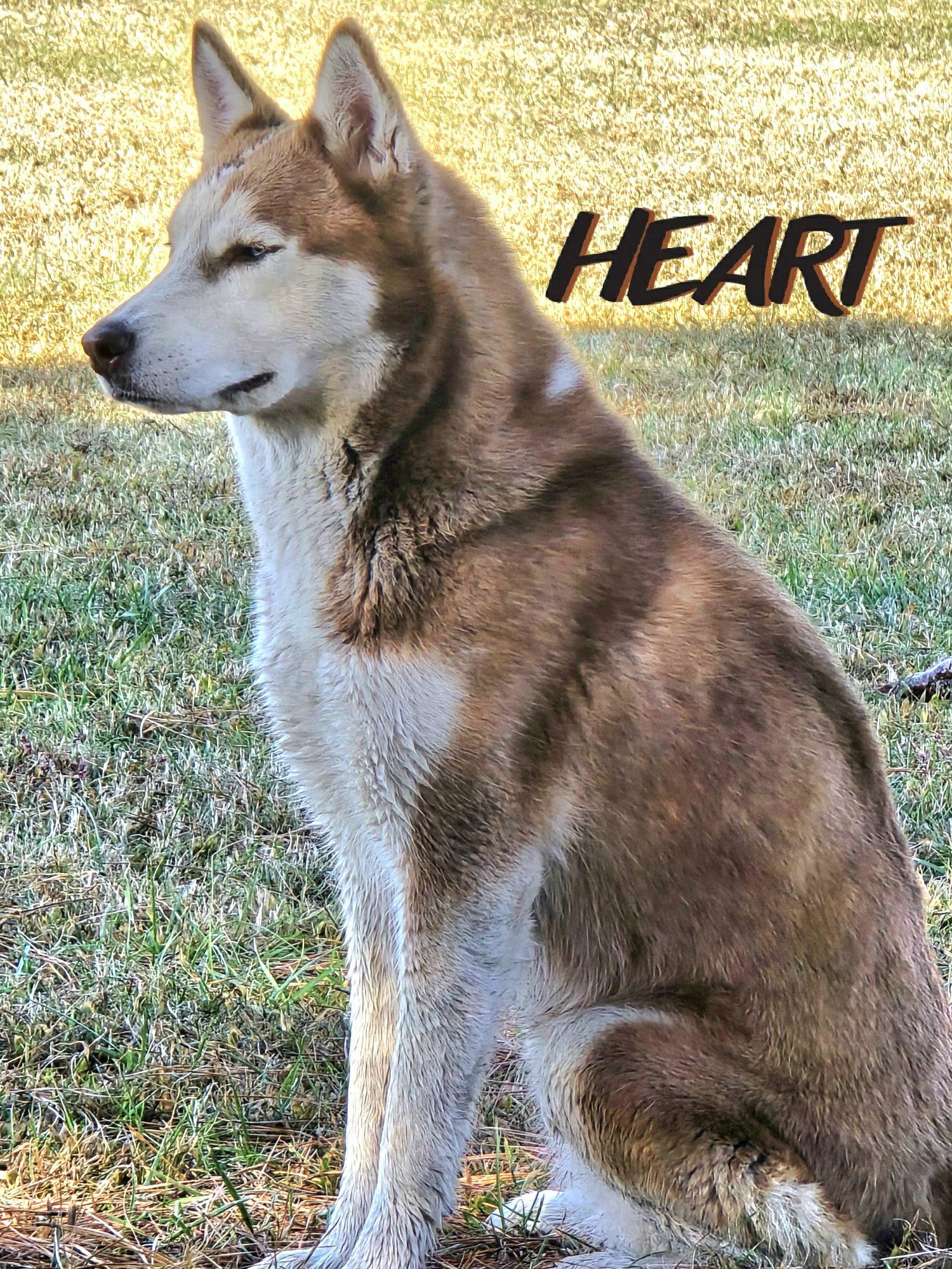 Rosie, Adoptable, Adult Female Siberian Husky.