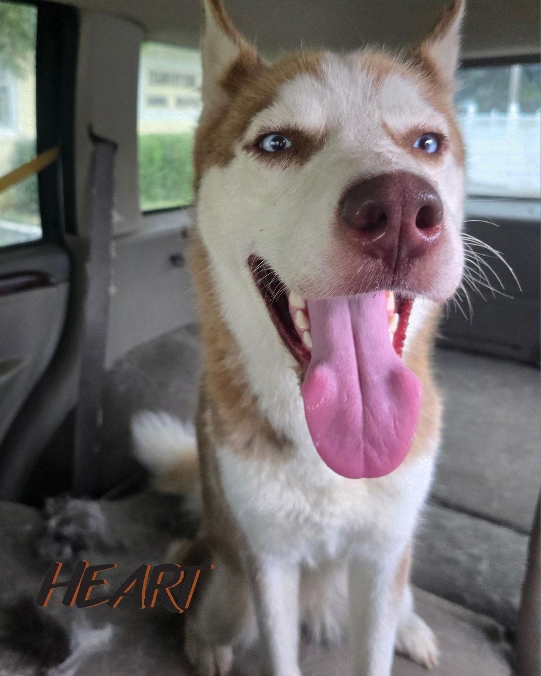 Enlarge Rosie, a Adoptable Siberian Husky in Millersville, MD image 2/3