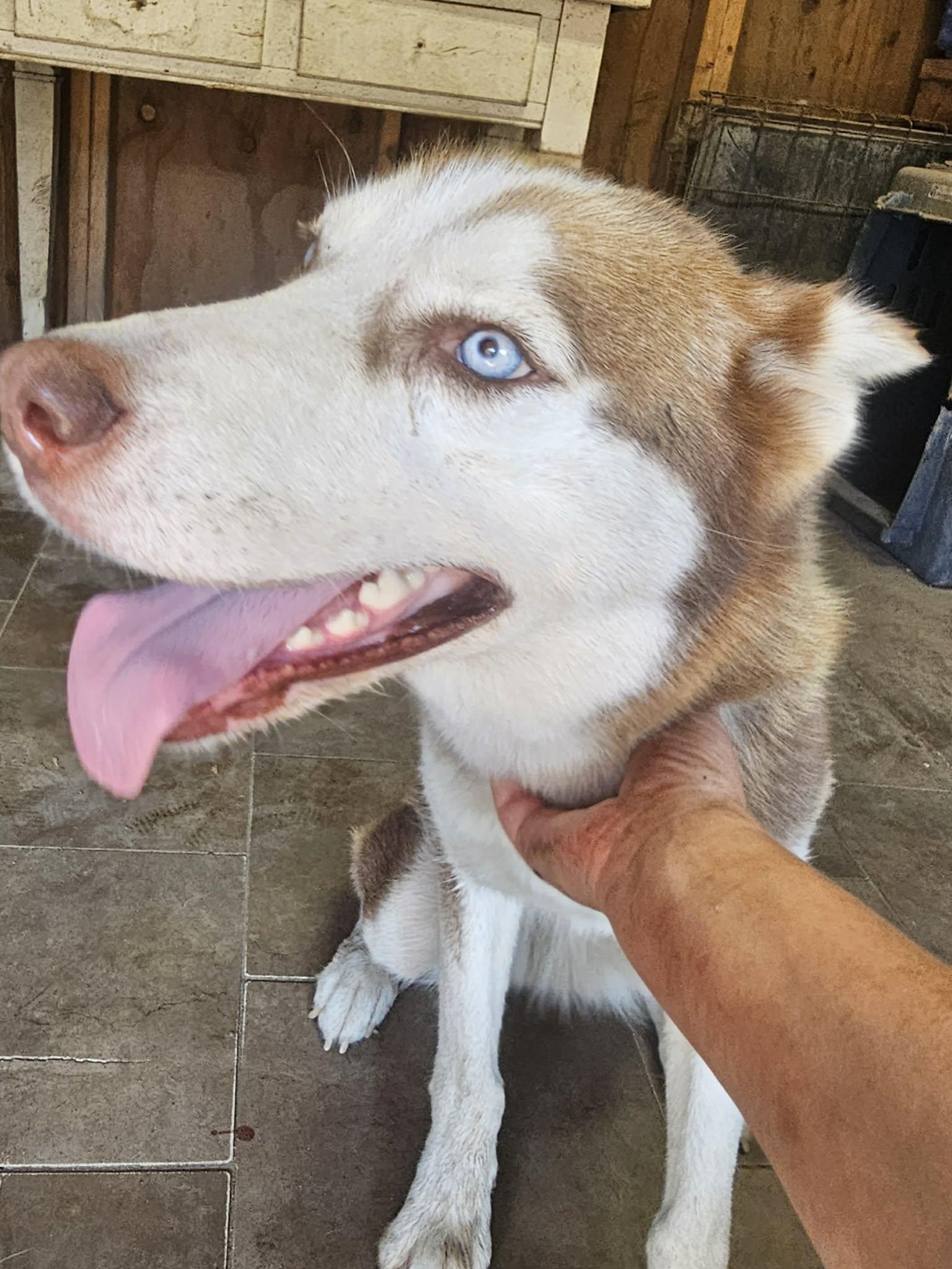 Enlarge Rosie, a Adoptable Siberian Husky in Millersville, MD image 3/3