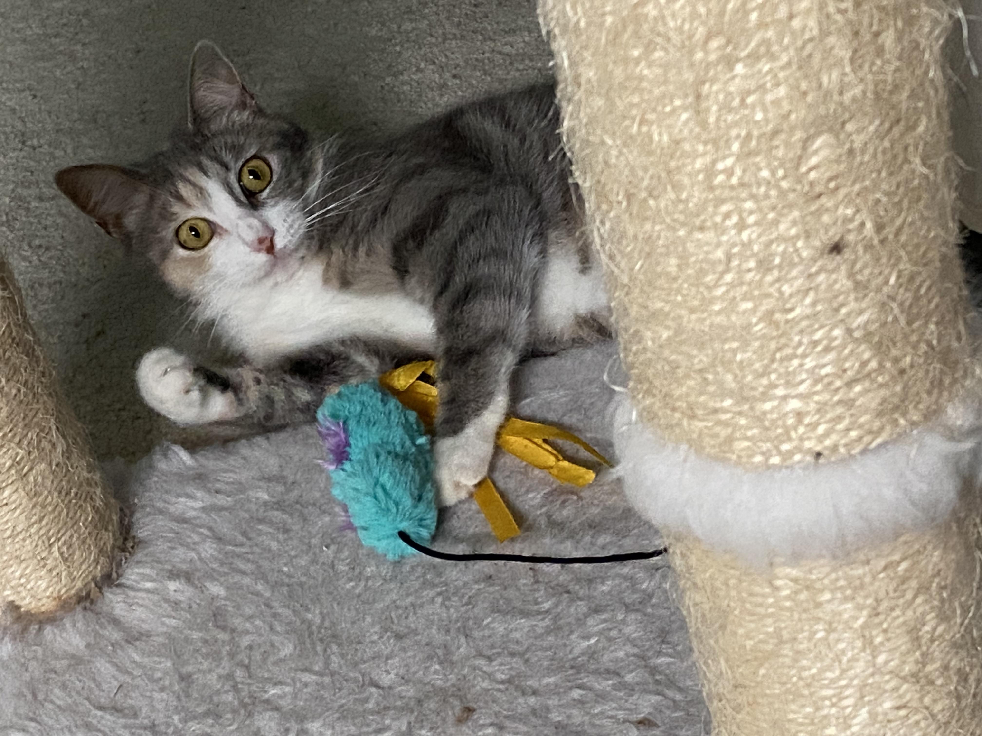 Daisy, Adoptable, Adult Female Domestic Short Hair.