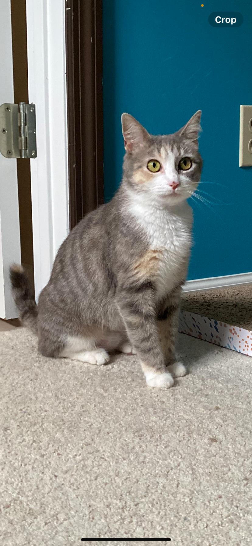 Enlarge Daisy, a Adoptable mixed breed in Columbus, GA image 2/2