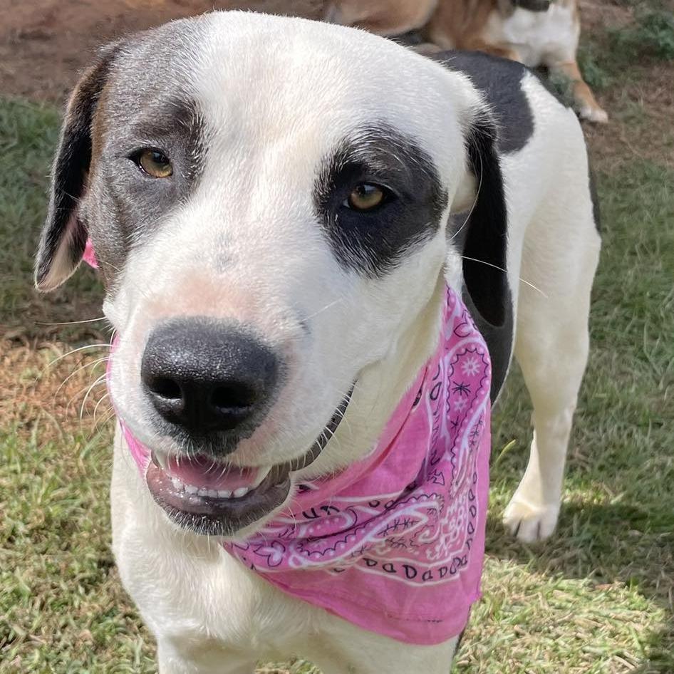 Belle, Adoptable, Young Female Dalmatian & Labrador Retriever.