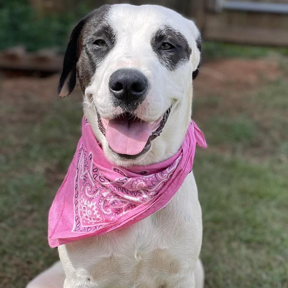 Enlarge Belle, a Adoptable mixed breed in Enterprise, AL image 2/4