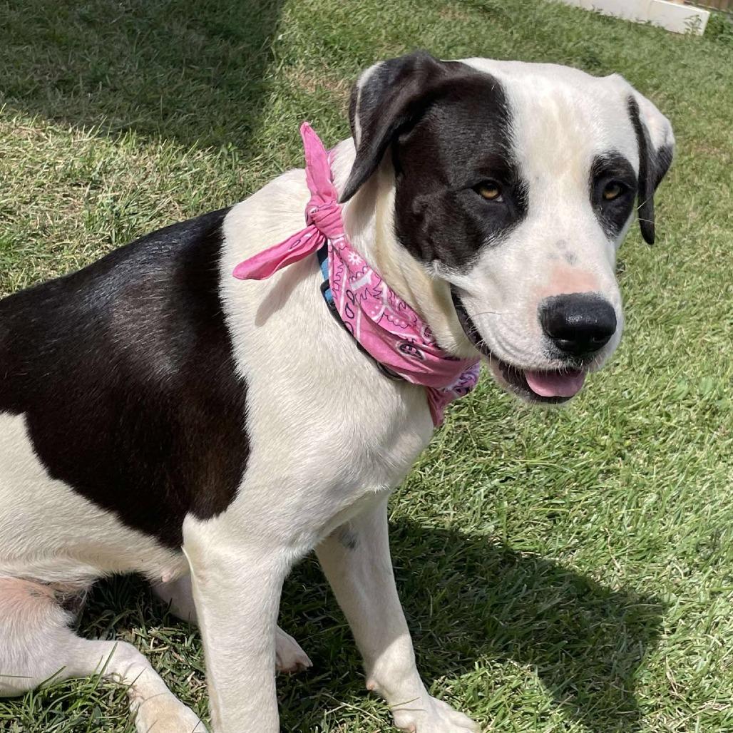 Enlarge Belle, a Adoptable mixed breed in Enterprise, AL image 3/4