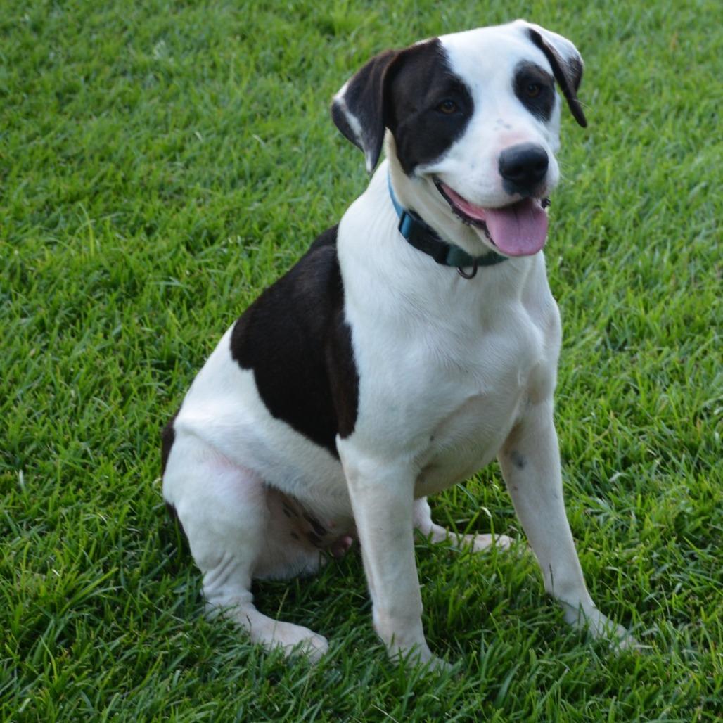Enlarge Belle, a Adoptable mixed breed in Enterprise, AL image 4/4