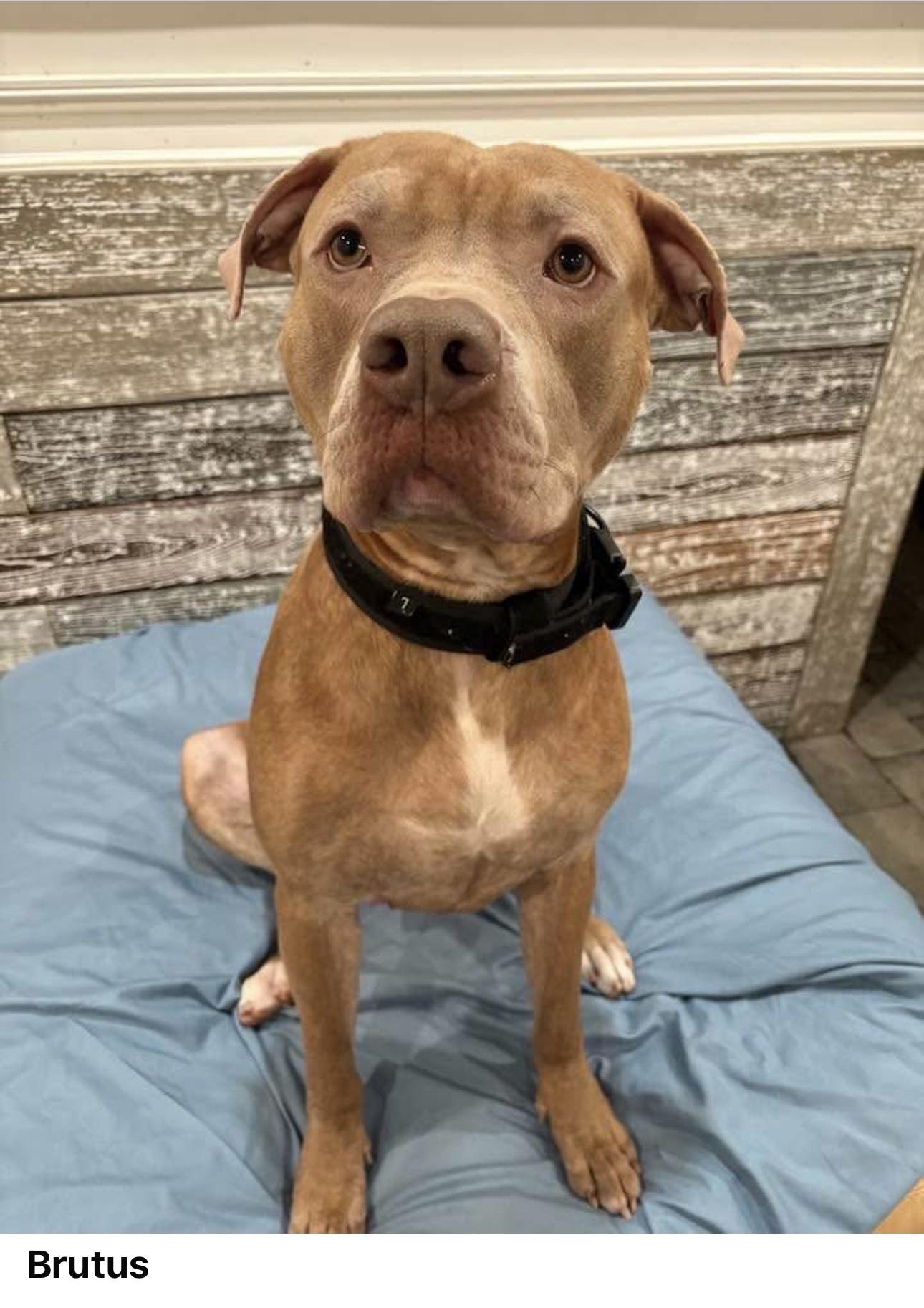 Brutus, Adoptable, Young Male Pit Bull Terrier.