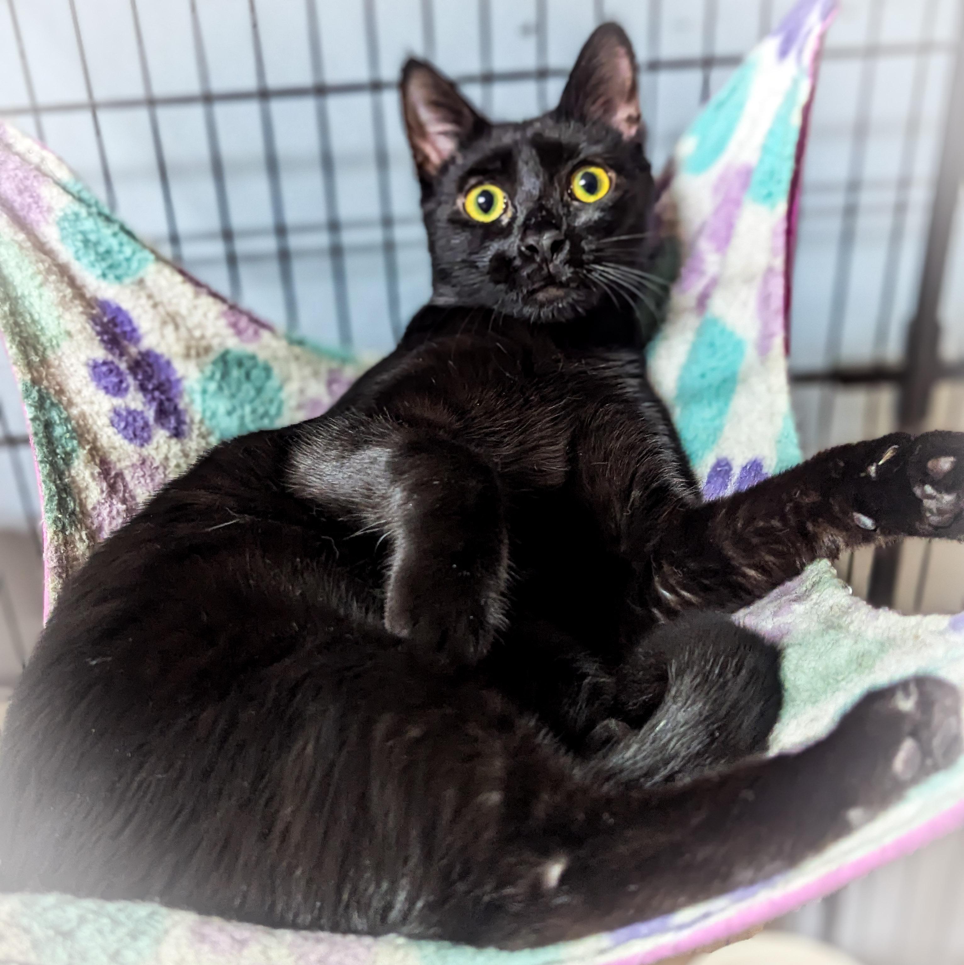 KIT KAT, an adopted mixed breed in Griffith, IN image 2/4