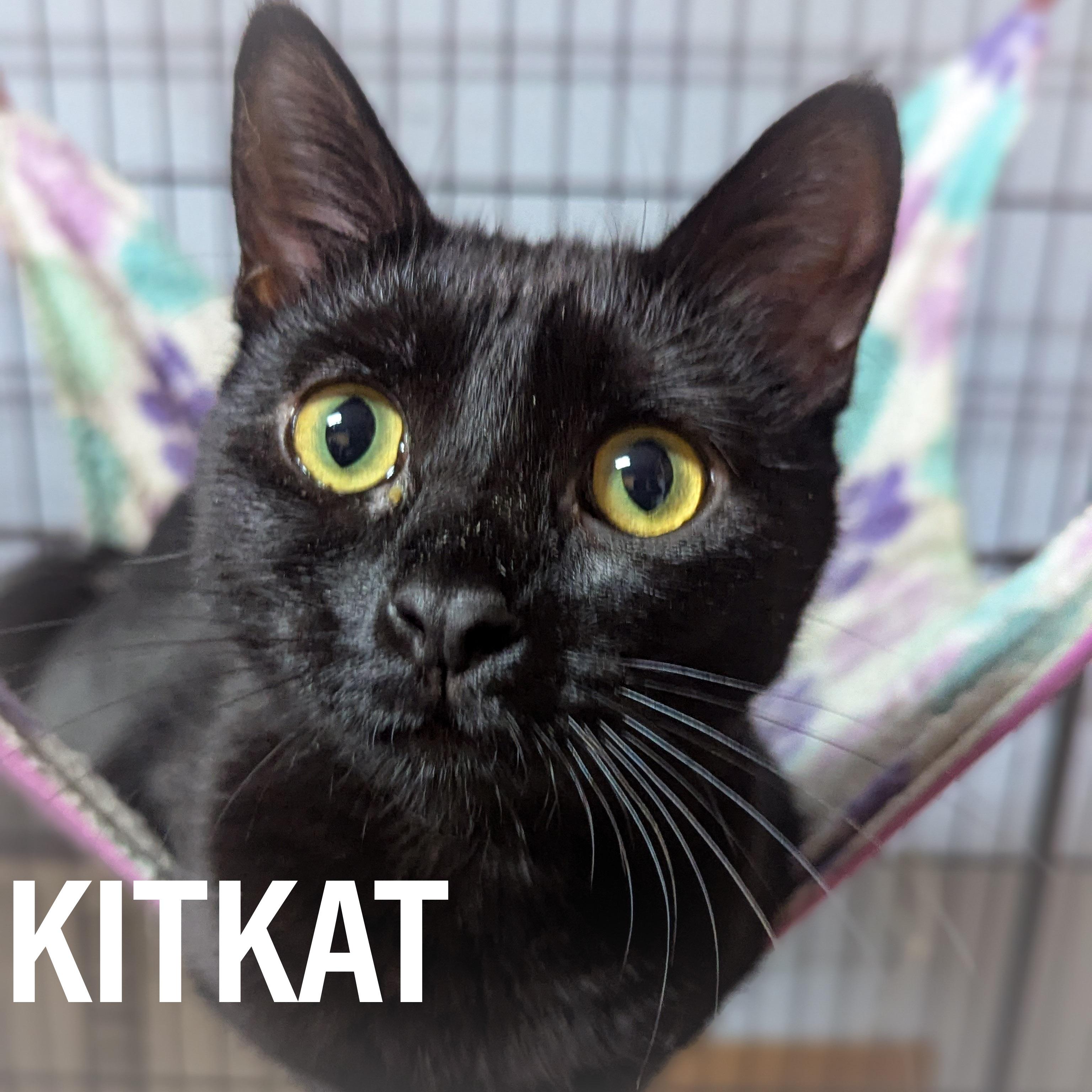KIT KAT, adopted, Young Female Domestic Short Hair & American Shorthair.