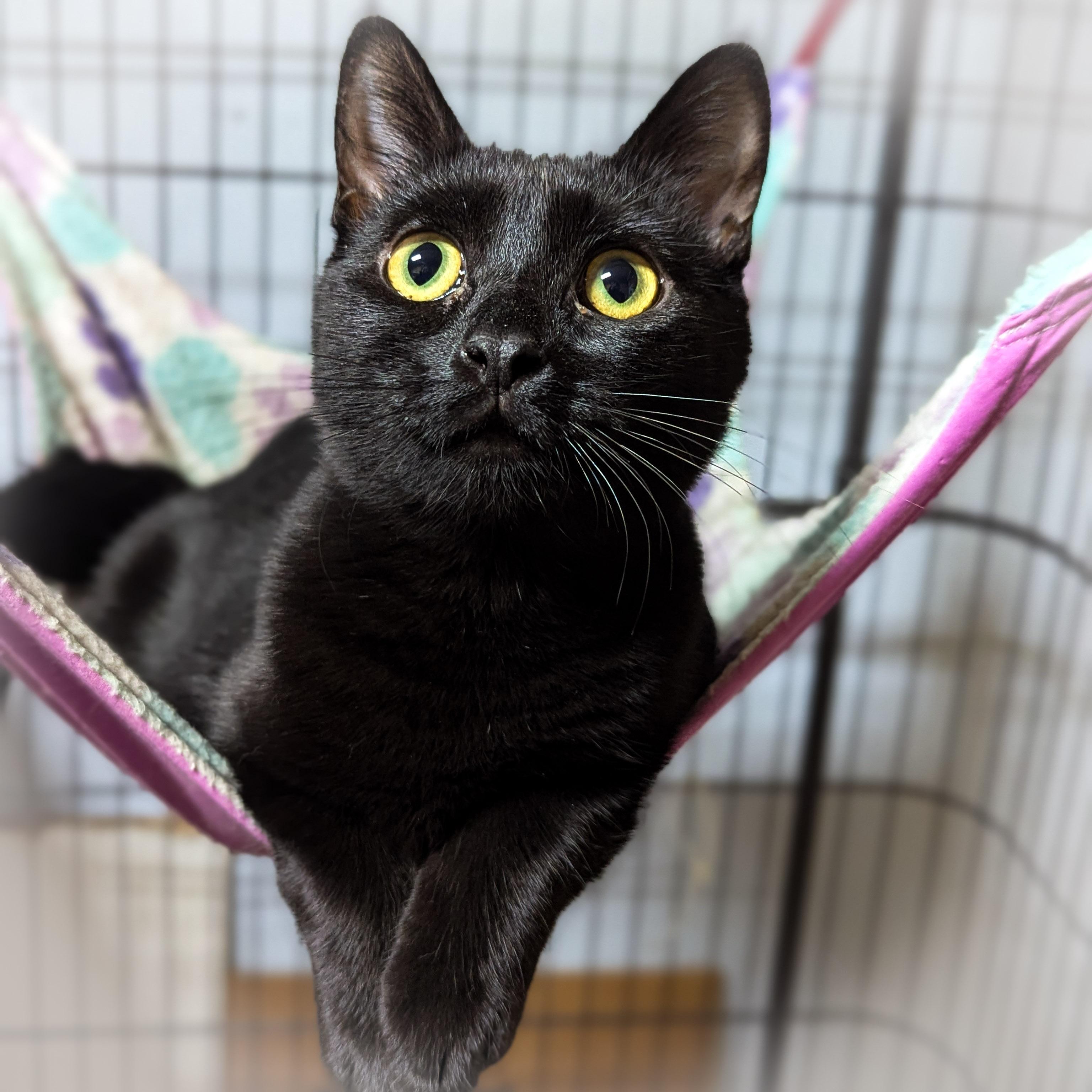 KIT KAT, an adopted mixed breed in Griffith, IN image 3/4