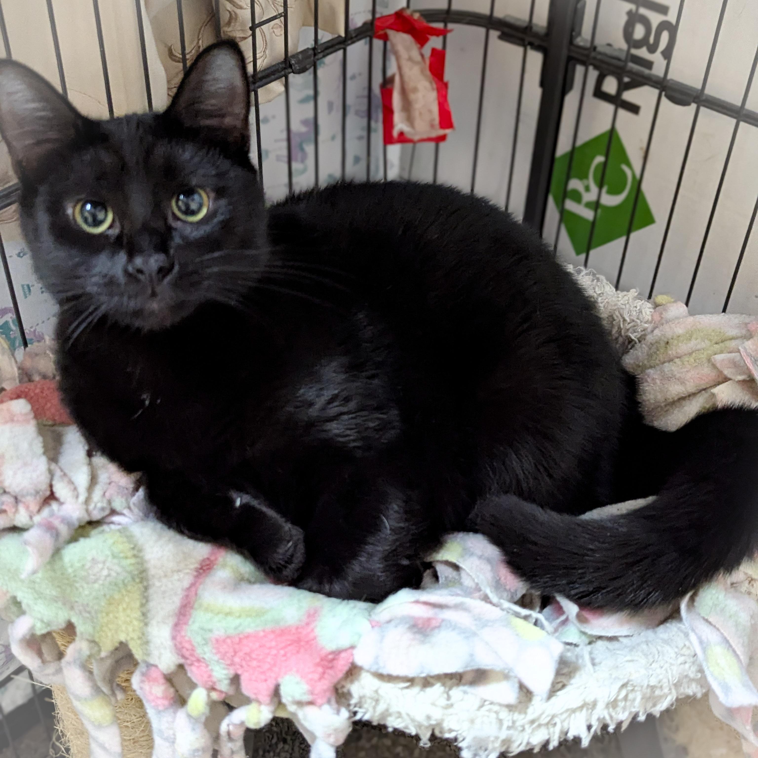 KIT KAT, an adopted mixed breed in Griffith, IN image 4/4