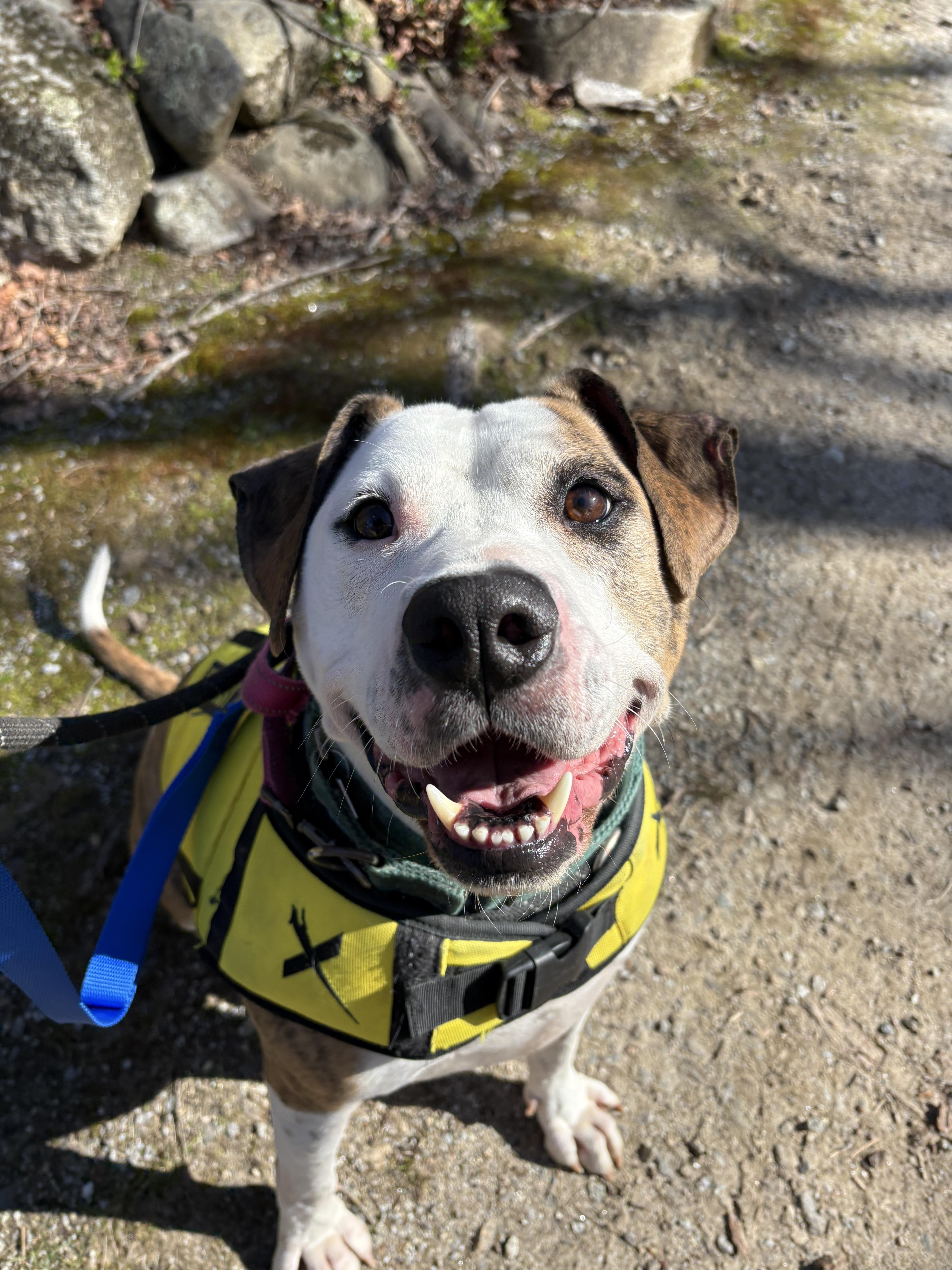 Boston, a ADOPTABLE mixed breed in New Boston, NH image 2/6