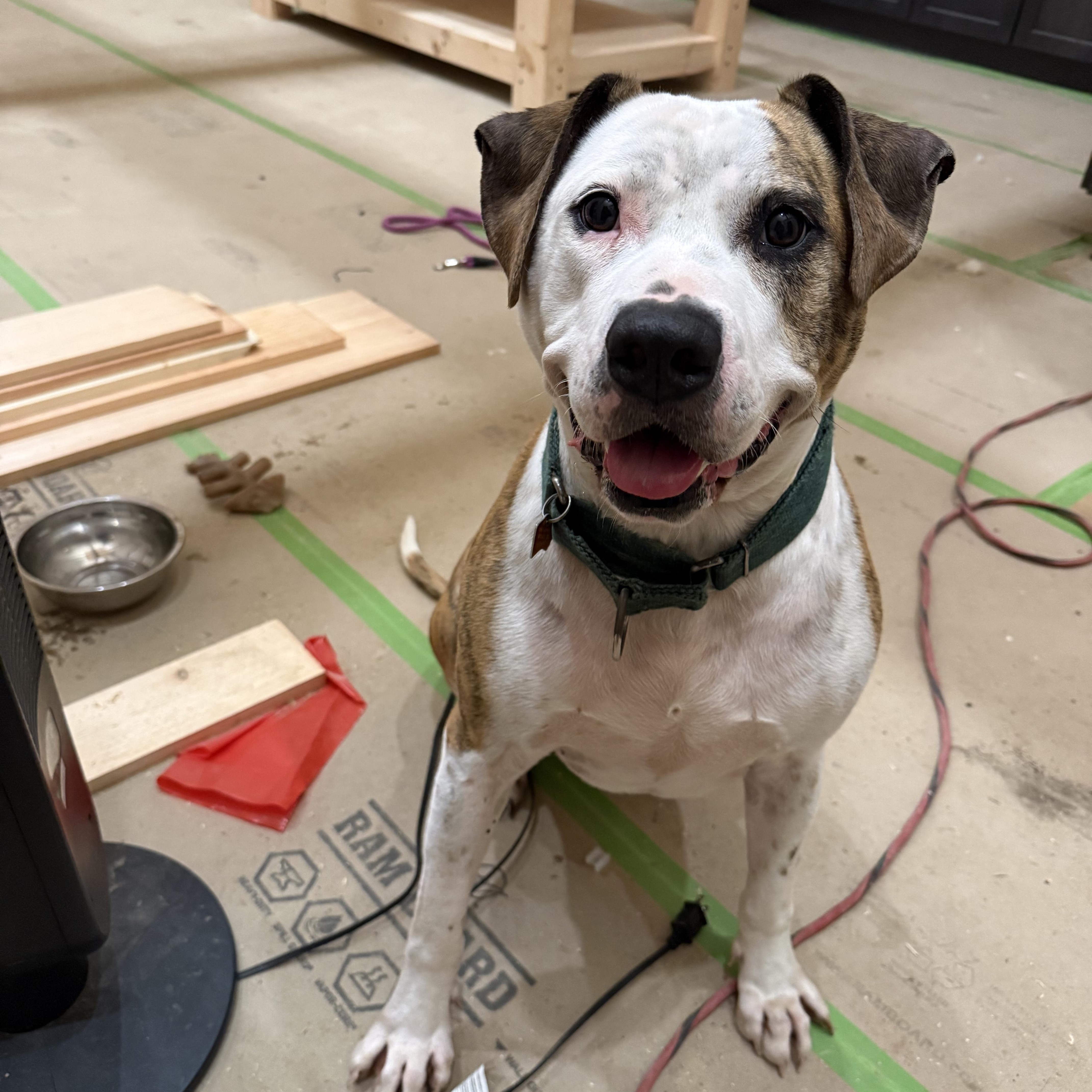 Boston, ADOPTABLE, Adult Male American Bulldog & Pit Bull Terrier.
