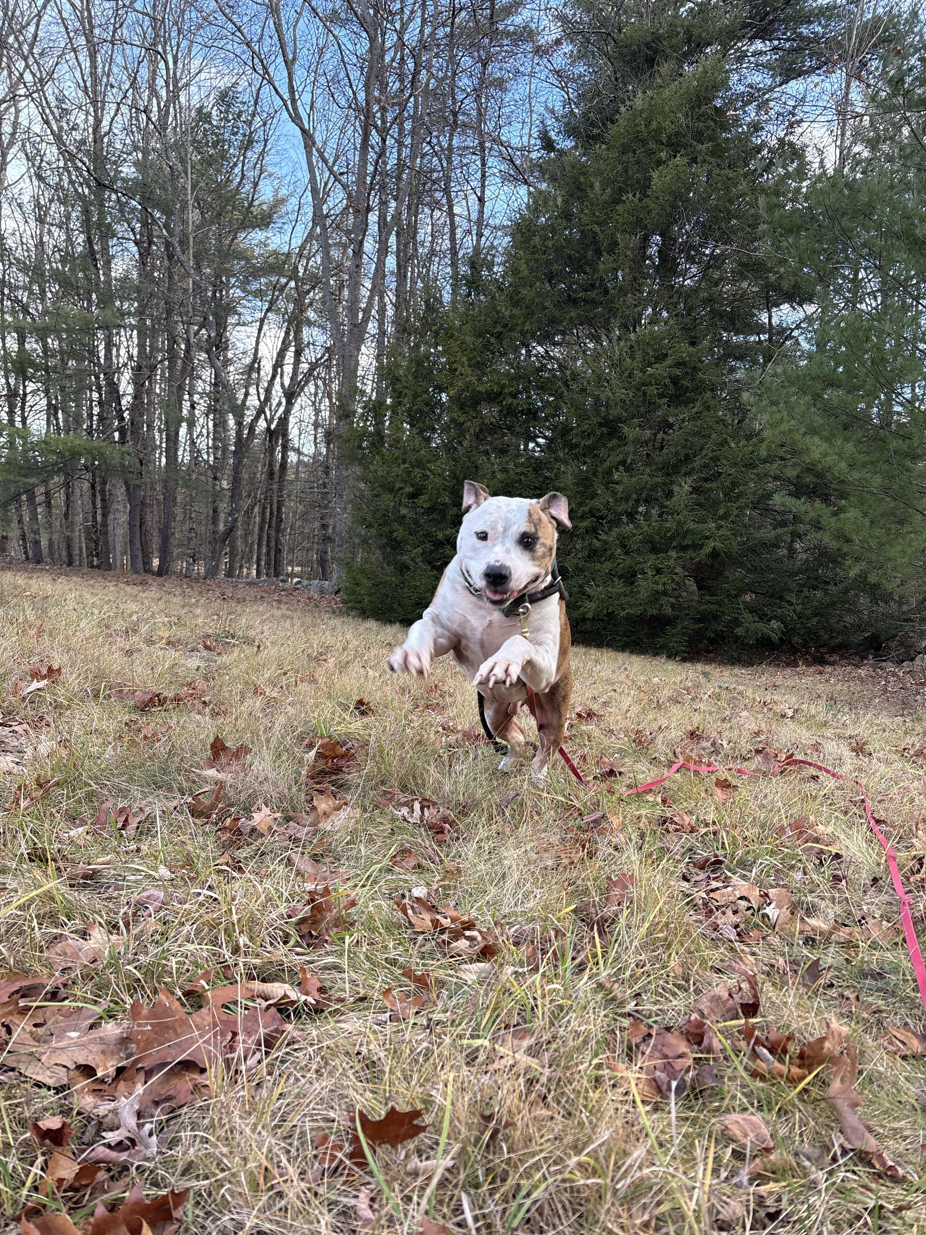 Boston, a ADOPTABLE mixed breed in New Boston, NH image 6/6