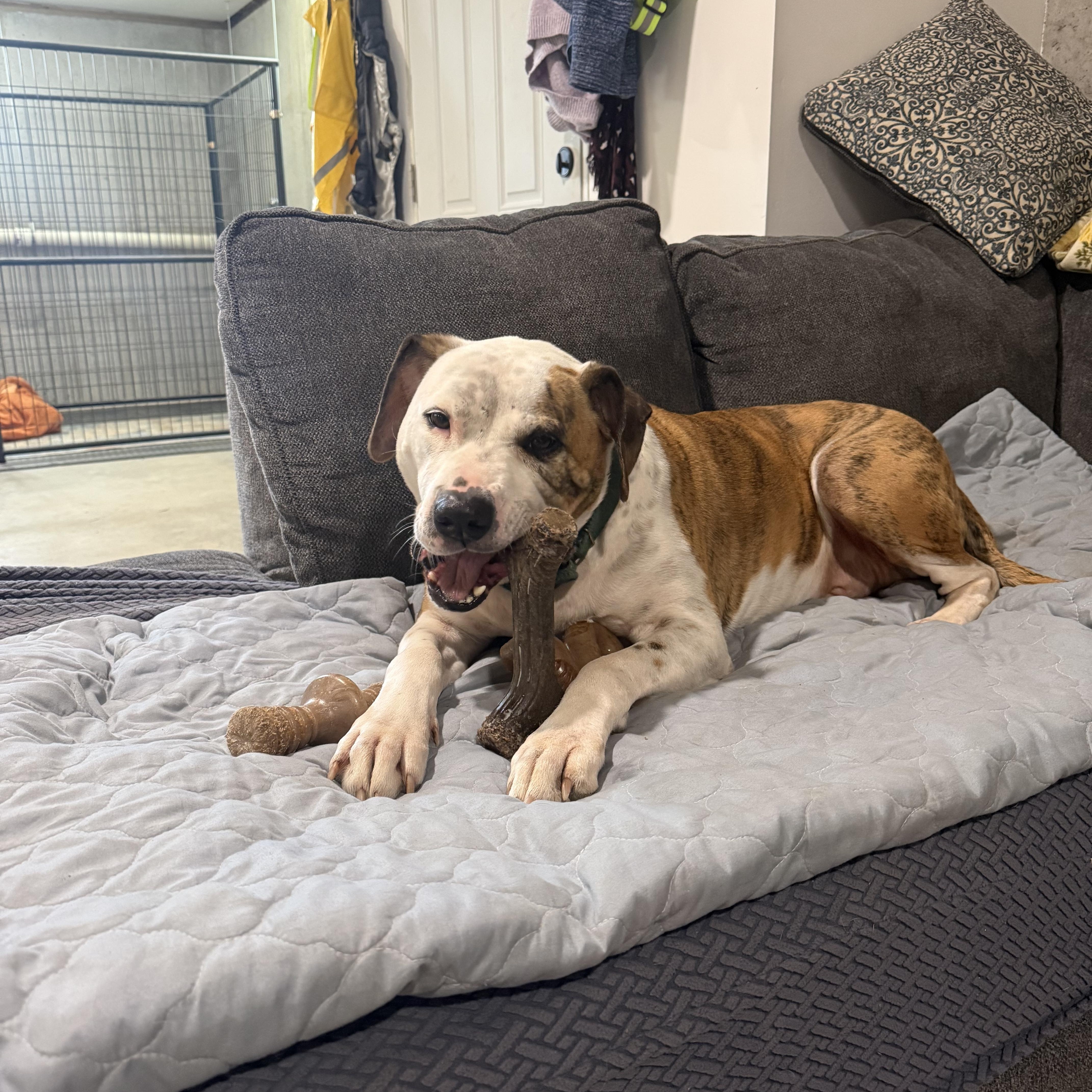 Boston, a ADOPTABLE mixed breed in New Boston, NH image 3/6