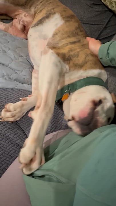 Enlarge Boston, a ADOPTABLE mixed breed in New Boston, NH video 5/6