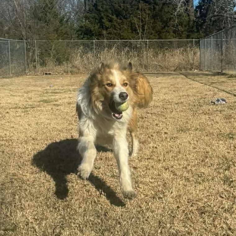 Appa, Adoptable, Adult Male Great Pyrenees & Mixed Breed.