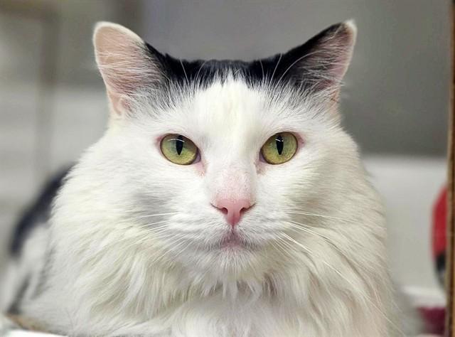 NEYTIRI, Adoptable, Adult Female Domestic Medium Hair.