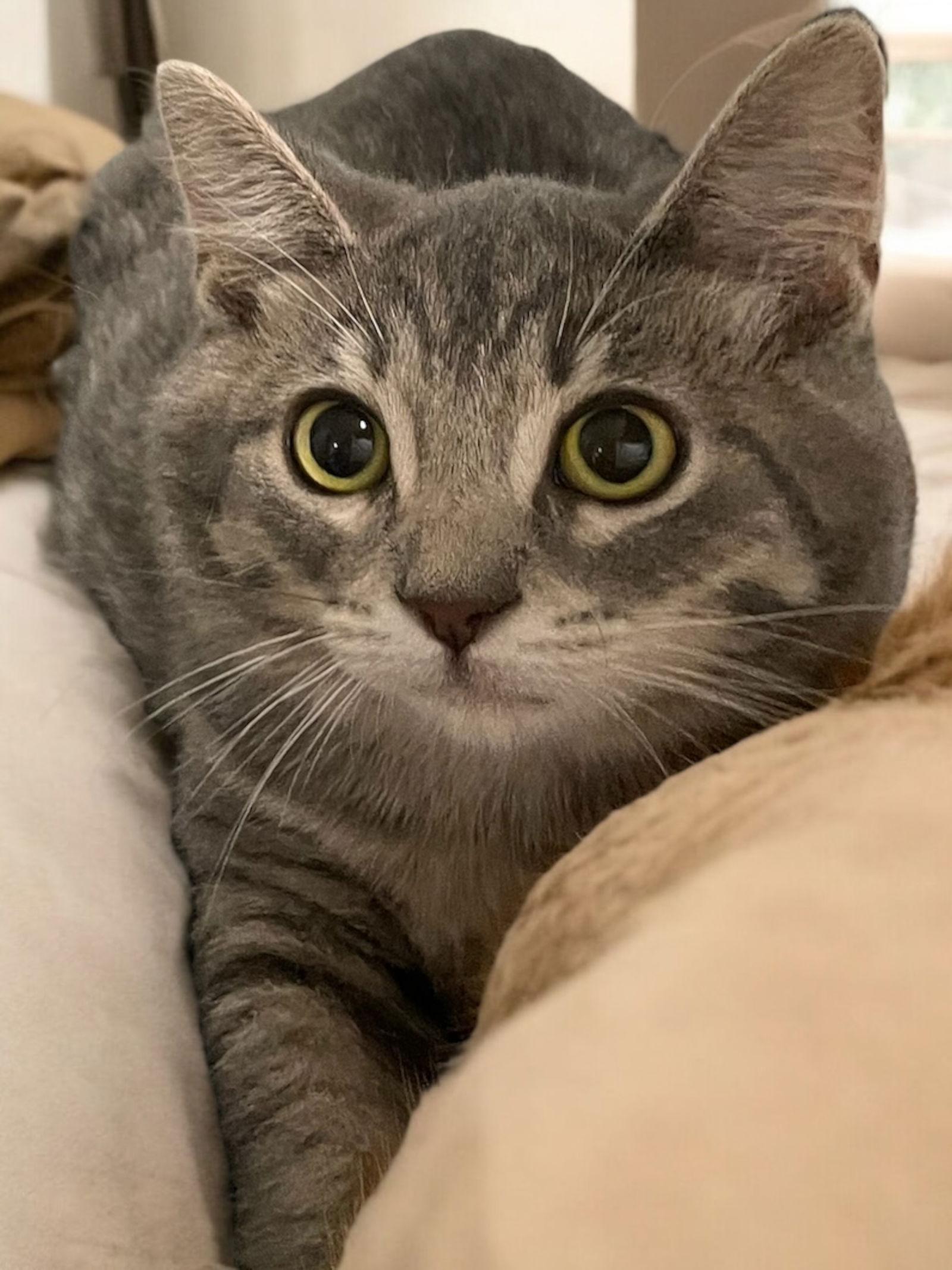 Whopper, Adoptable, Adult Male Domestic Short Hair.