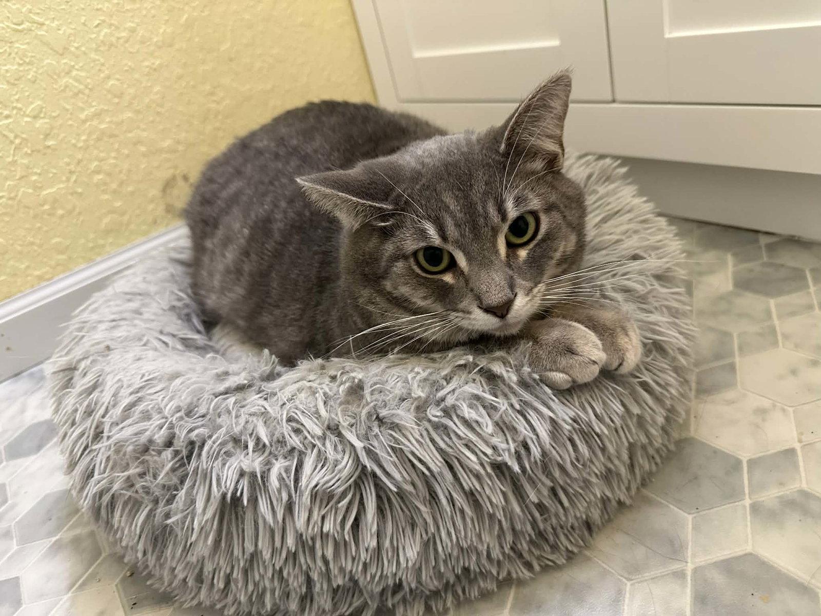 Enlarge Whopper, a Adoptable Domestic Short Hair in Champaign, IL image 2/3