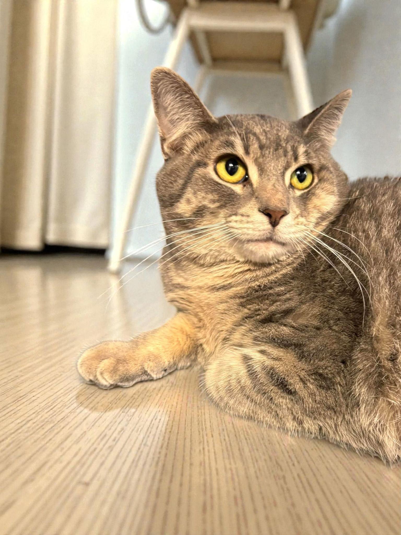 Enlarge Whopper, a Adoptable Domestic Short Hair in Champaign, IL image 3/3