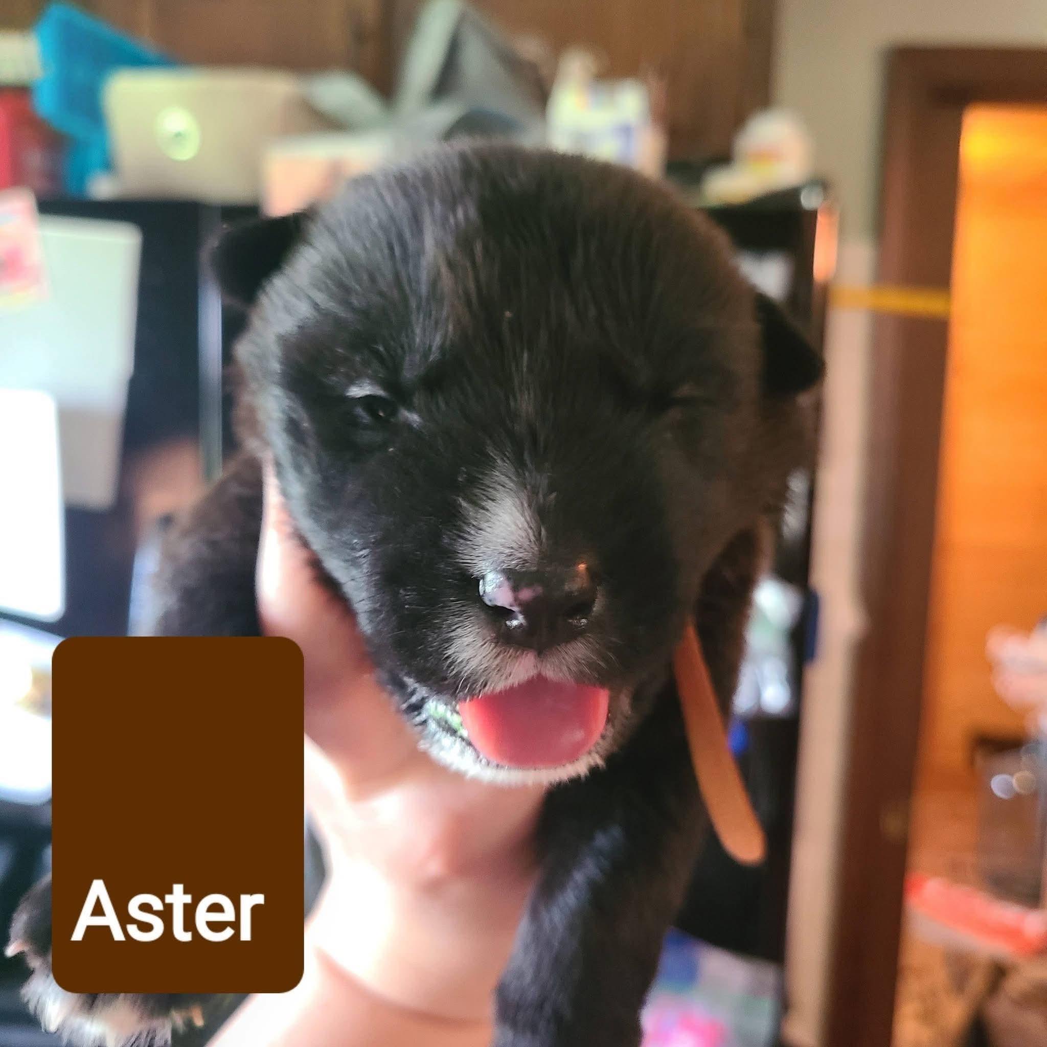 Aster, ADOPTABLE, Puppy Male Pit Bull Terrier.