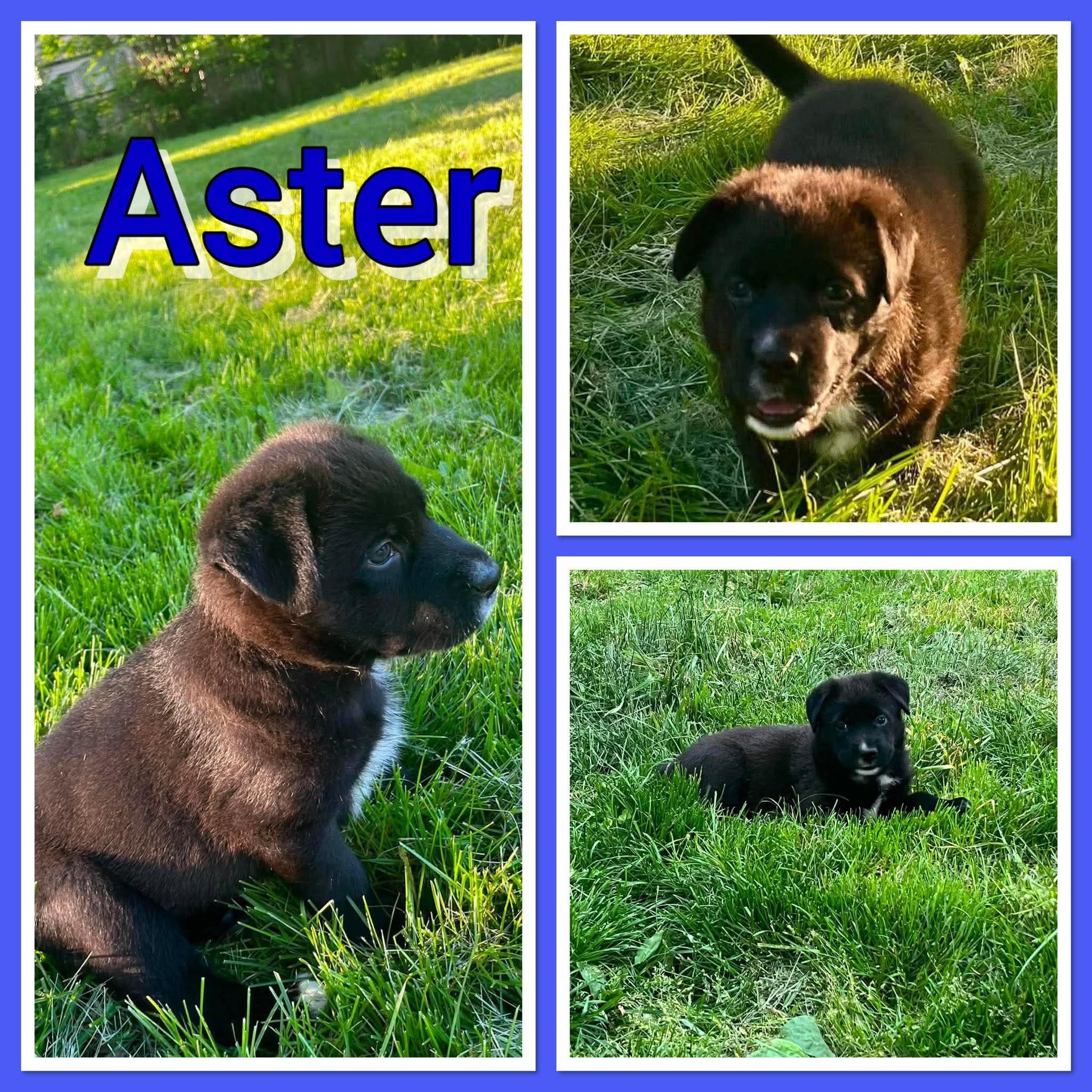 Enlarge Aster, an adopted mixed breed in Pleasant Ridge, MI image 1/1