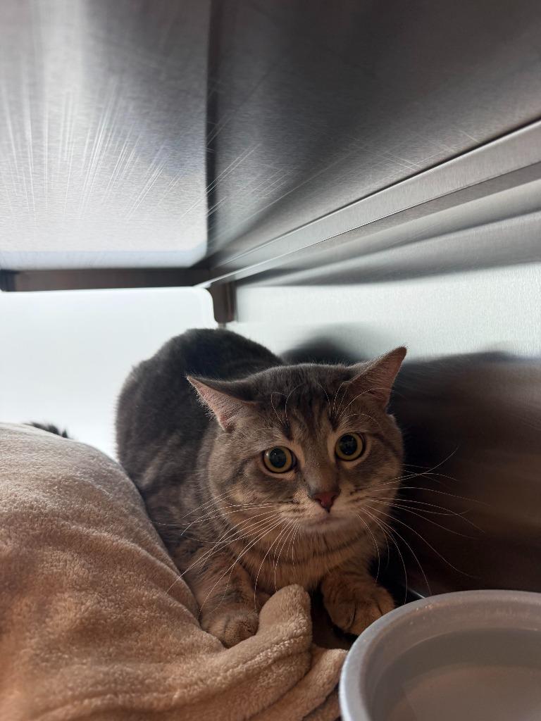 Navy, Adoptable, Adult Male Domestic Short Hair.