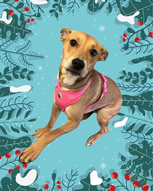 Rosie, Adoptable, Young Female Australian Cattle Dog / Blue Heeler.