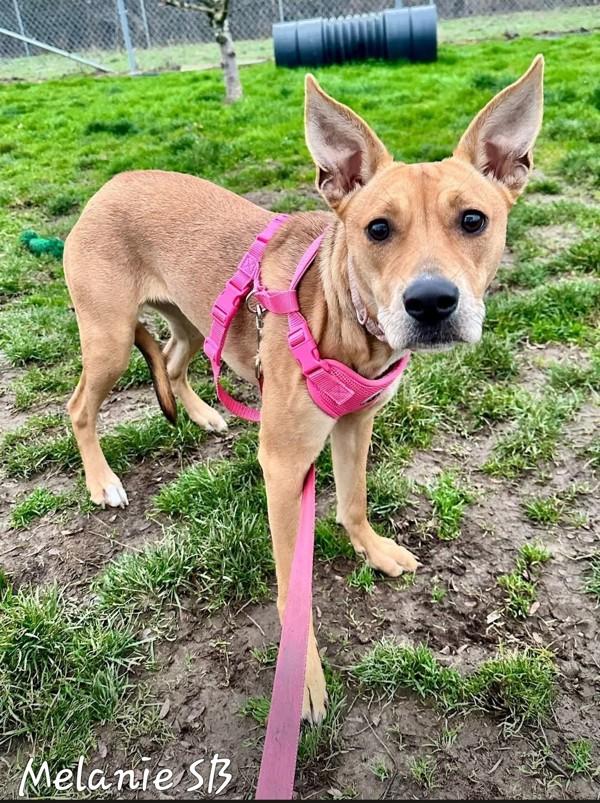 Enlarge Rosie, a Adoptable mixed breed in Salem, OR image 2/2