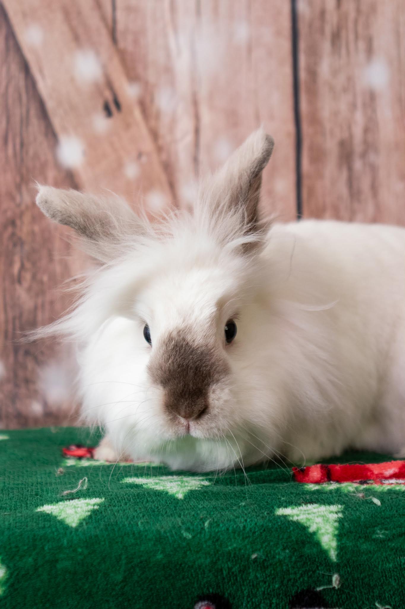 Enlarge King (Bonded to Toni), a Adoptable Lionhead in Erie, PA image 1/3