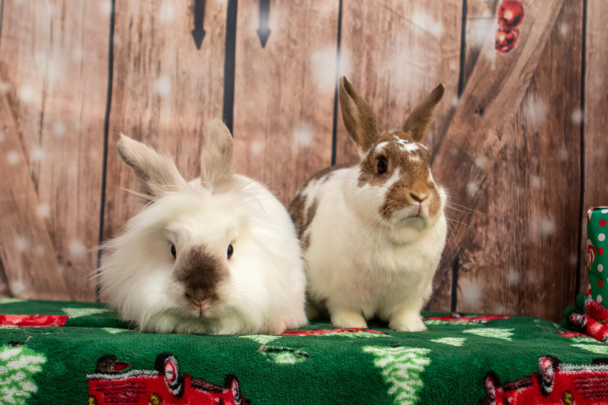 Enlarge King (Bonded to Toni), a Adoptable Lionhead in Erie, PA image 3/3