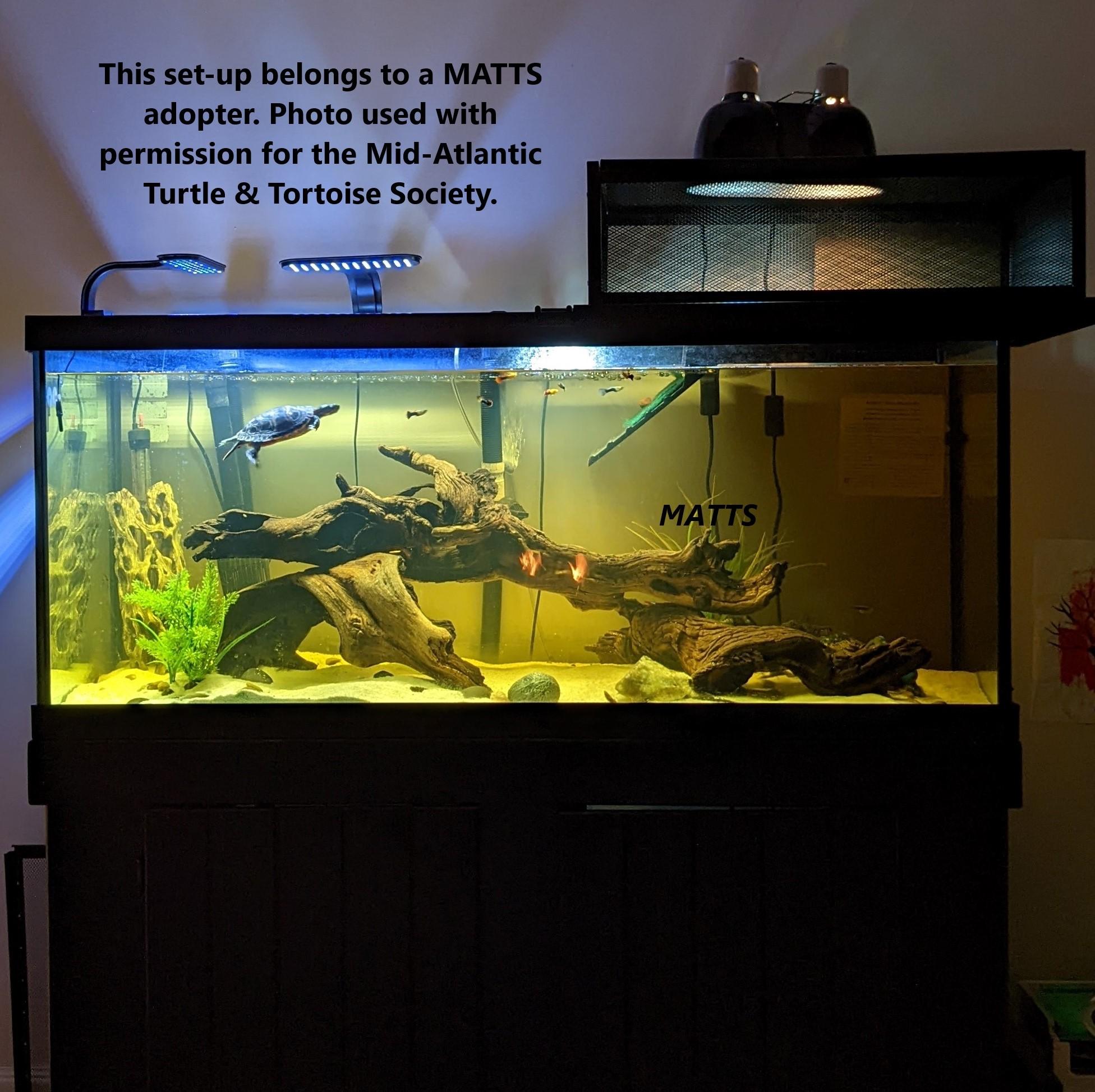 Enlarge Trevon Y Slider (water turtle), a Adoptable Yellow-Bellied Slider in Harrisburg, PA image 3/3