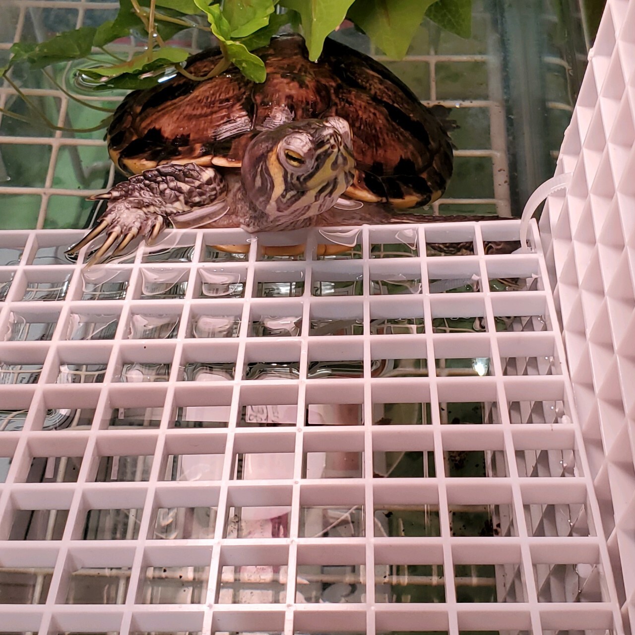 Enlarge Trevon Y Slider (water turtle), a Adoptable Yellow-Bellied Slider in Harrisburg, PA image 1/3