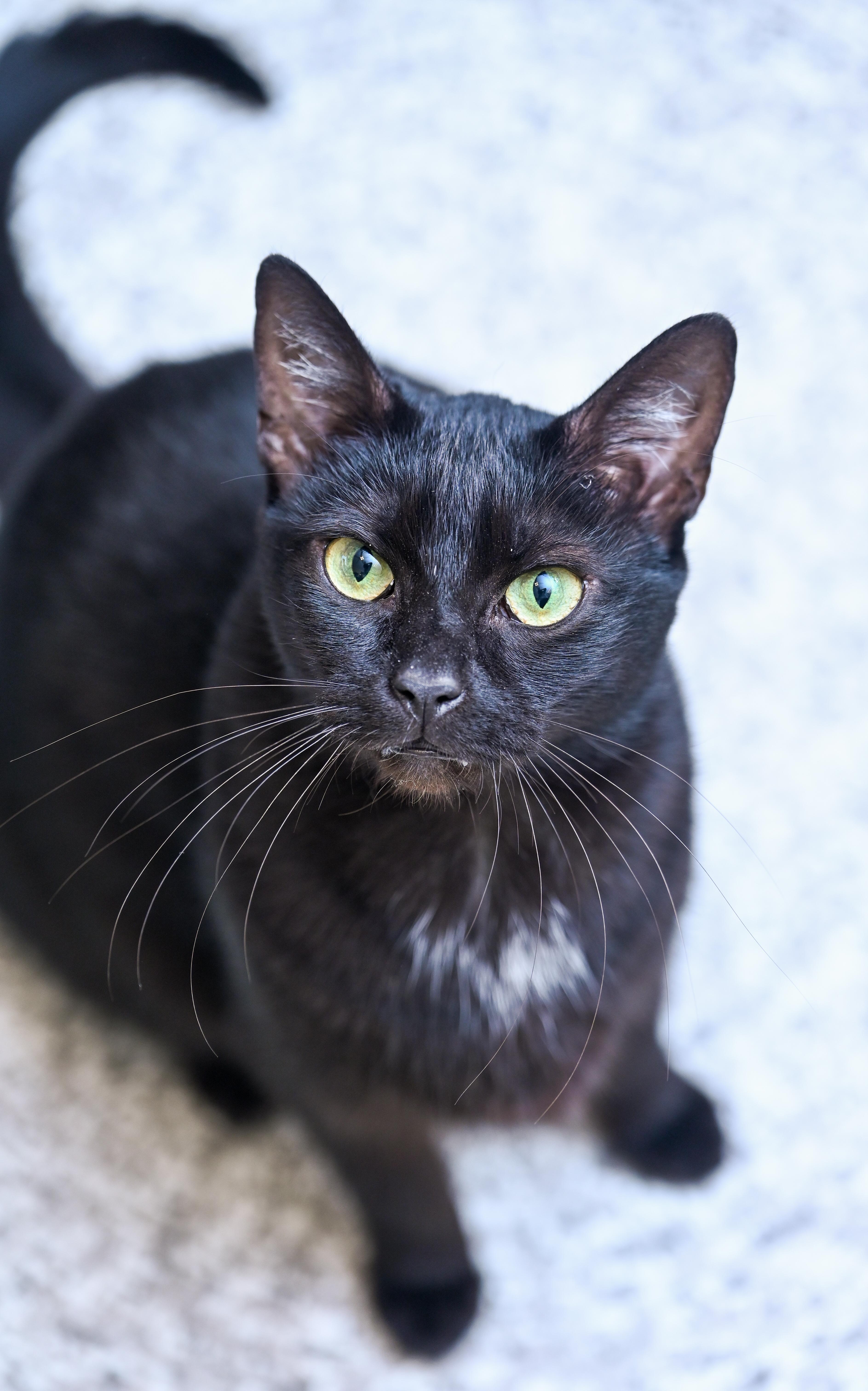 Dunkaroos, Adoptable, Adult Female Domestic Short Hair.
