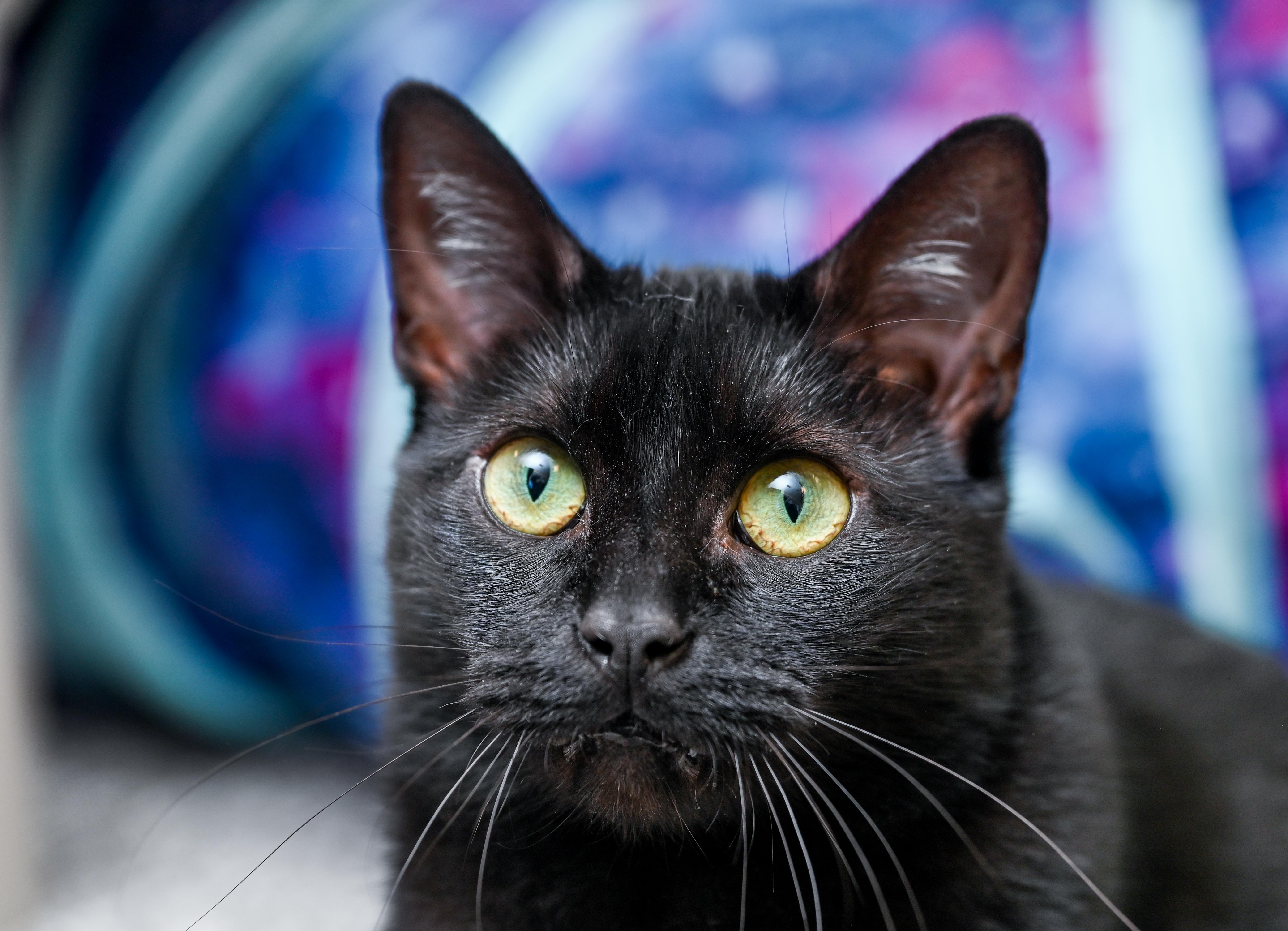 Enlarge Dunkaroos, a Adoptable mixed breed in Chattanooga, TN image 1/6