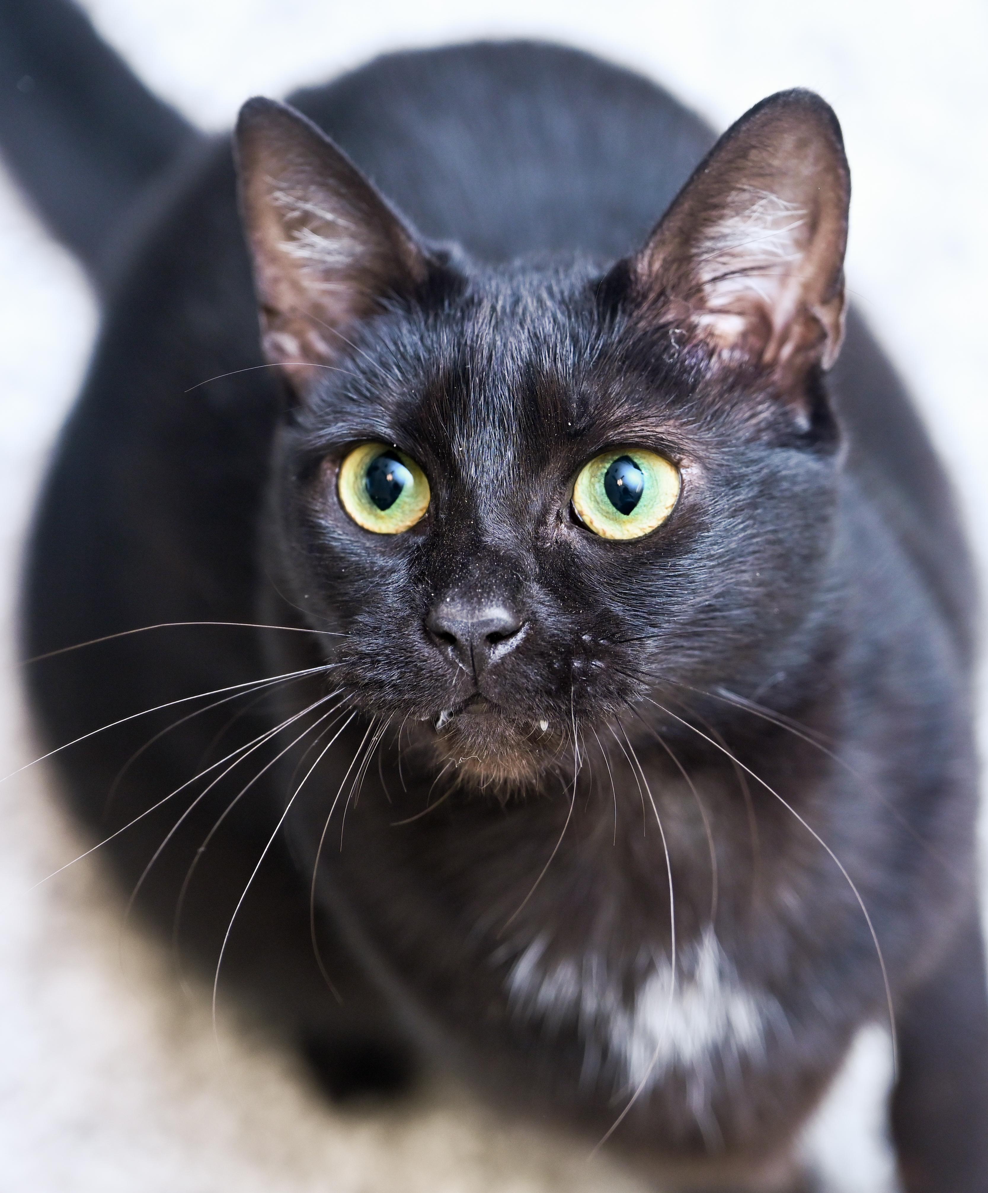 Enlarge Dunkaroos, a Adoptable mixed breed in Chattanooga, TN image 2/4