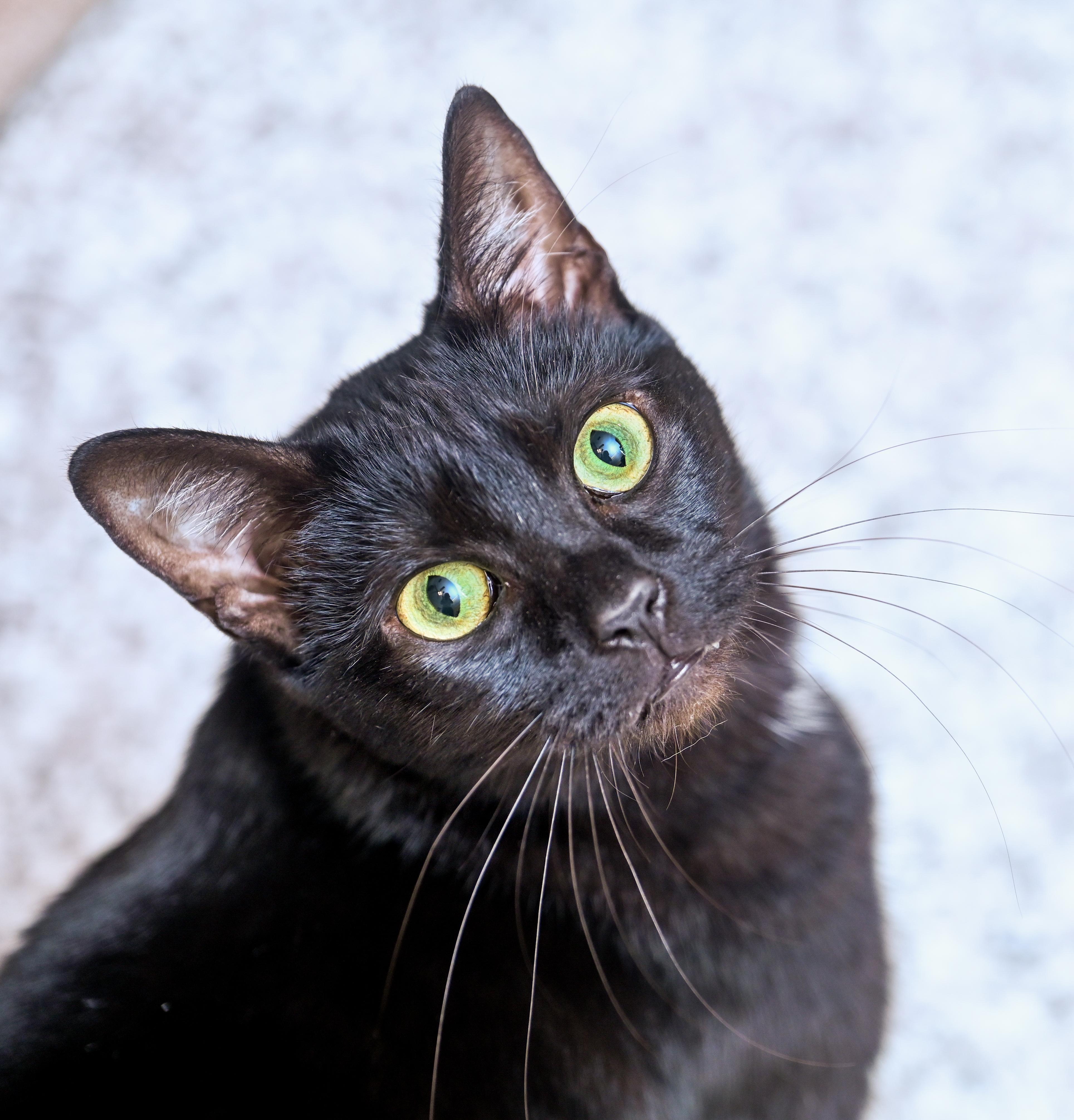 Enlarge Dunkaroos, a Adoptable mixed breed in Chattanooga, TN image 3/4