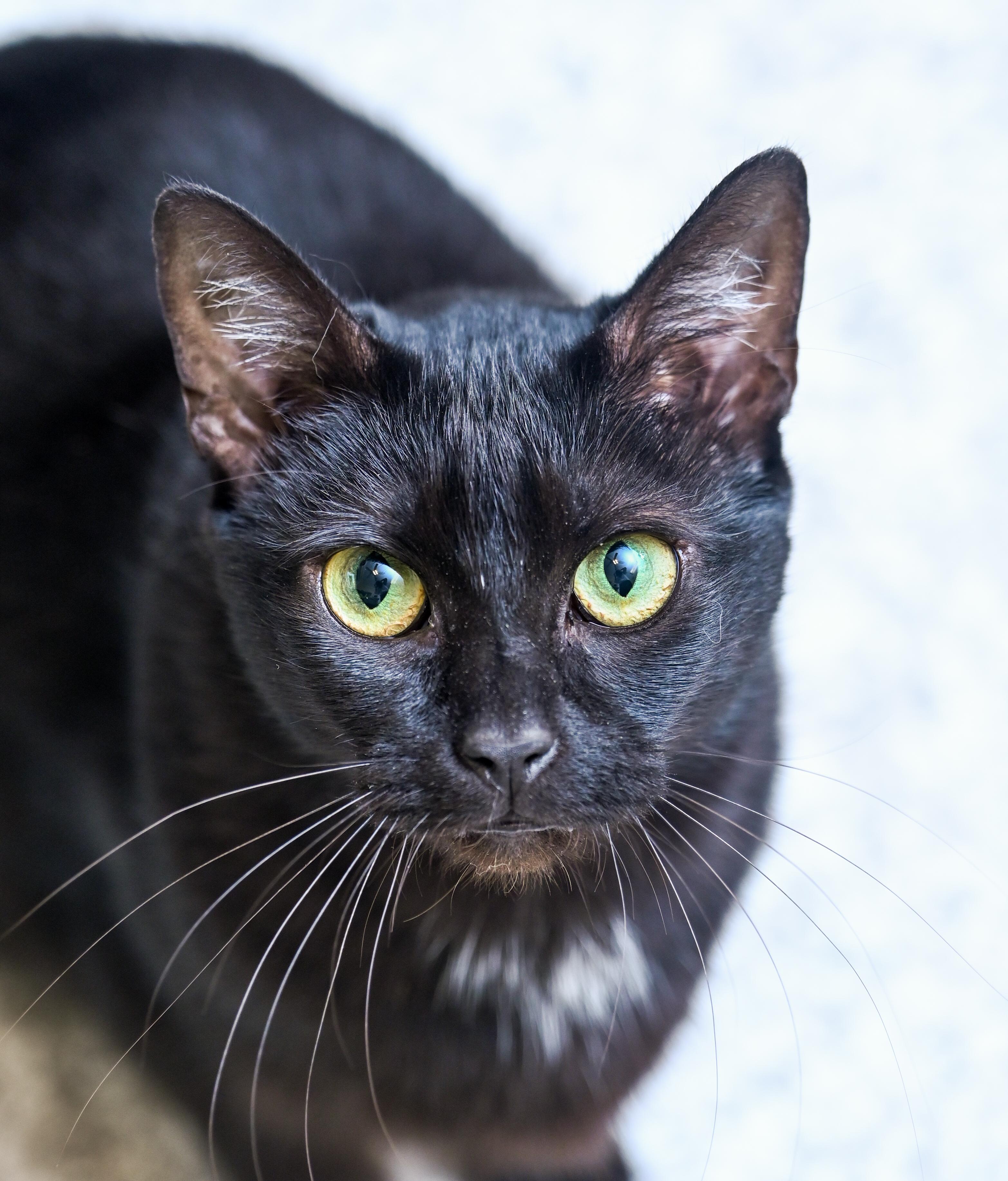 Enlarge Dunkaroos, a Adoptable mixed breed in Chattanooga, TN image 4/4