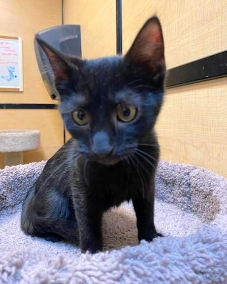 Merlin, an adopted Domestic Short Hair in Waynesboro, VA image 3/4