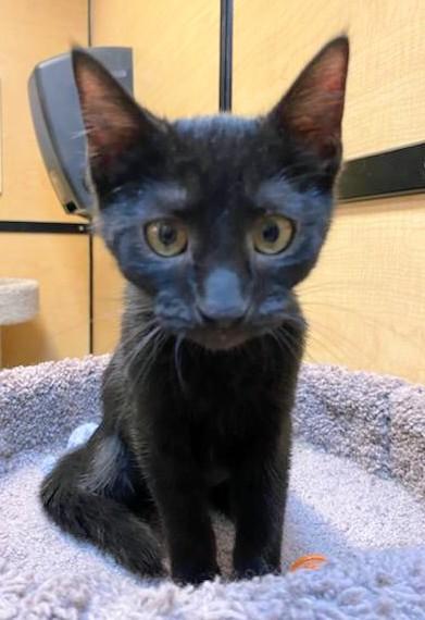 Merlin, an adopted Domestic Short Hair in Waynesboro, VA image 1/4