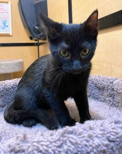 Merlin, an adopted Domestic Short Hair in Waynesboro, VA image 2/4