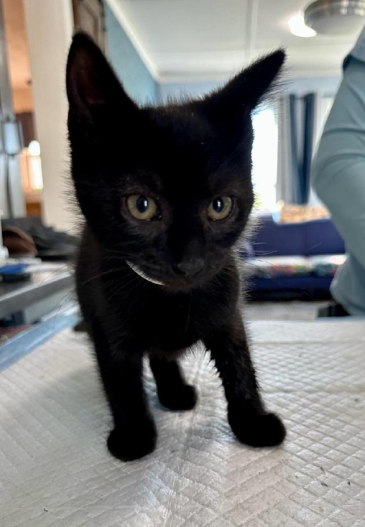 Merlin, an adopted Domestic Short Hair in Waynesboro, VA image 4/4