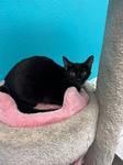 Verbena, Adoptable, Kitten Female Domestic Short Hair.