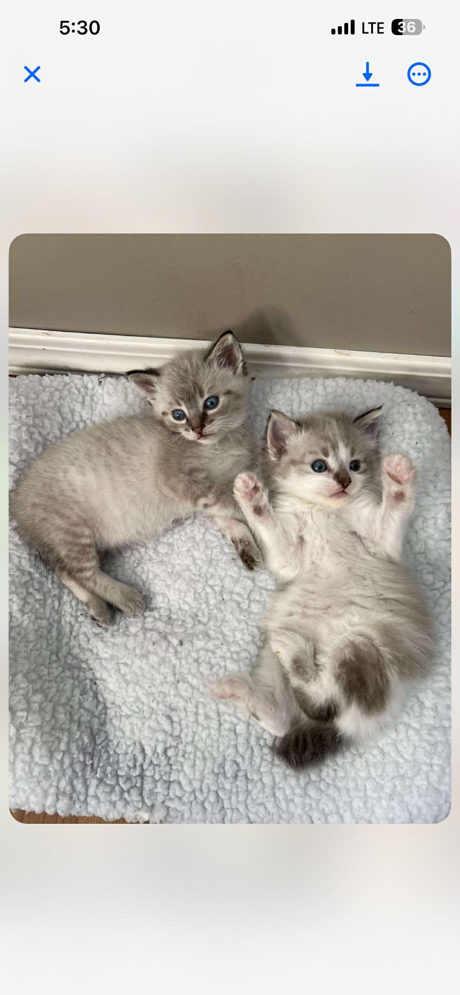 Enlarge Henry, a Adopted mixed breed in Steinbach, MB image 1/6