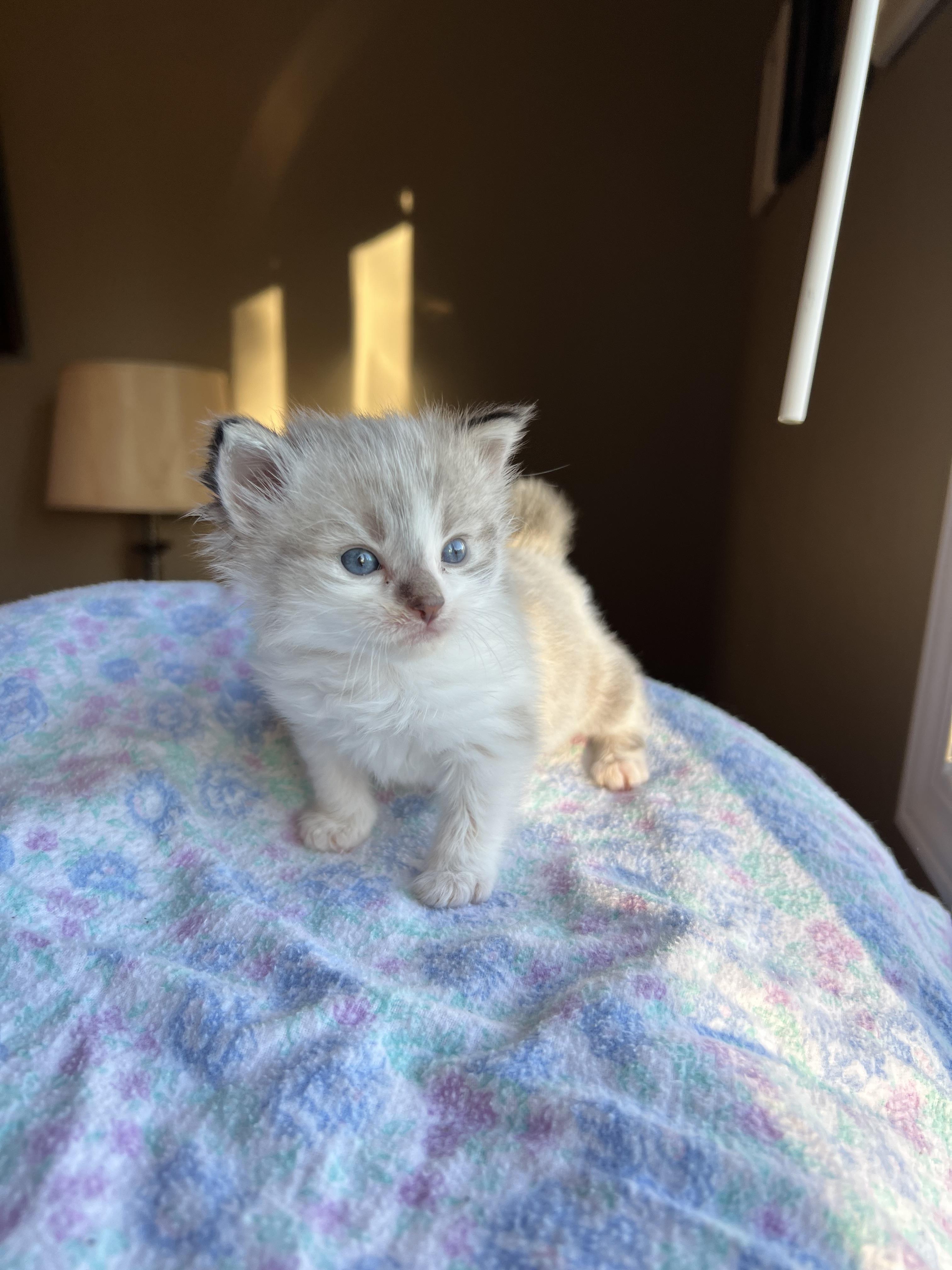 Enlarge Henry, a Adopted mixed breed in Steinbach, MB image 2/6