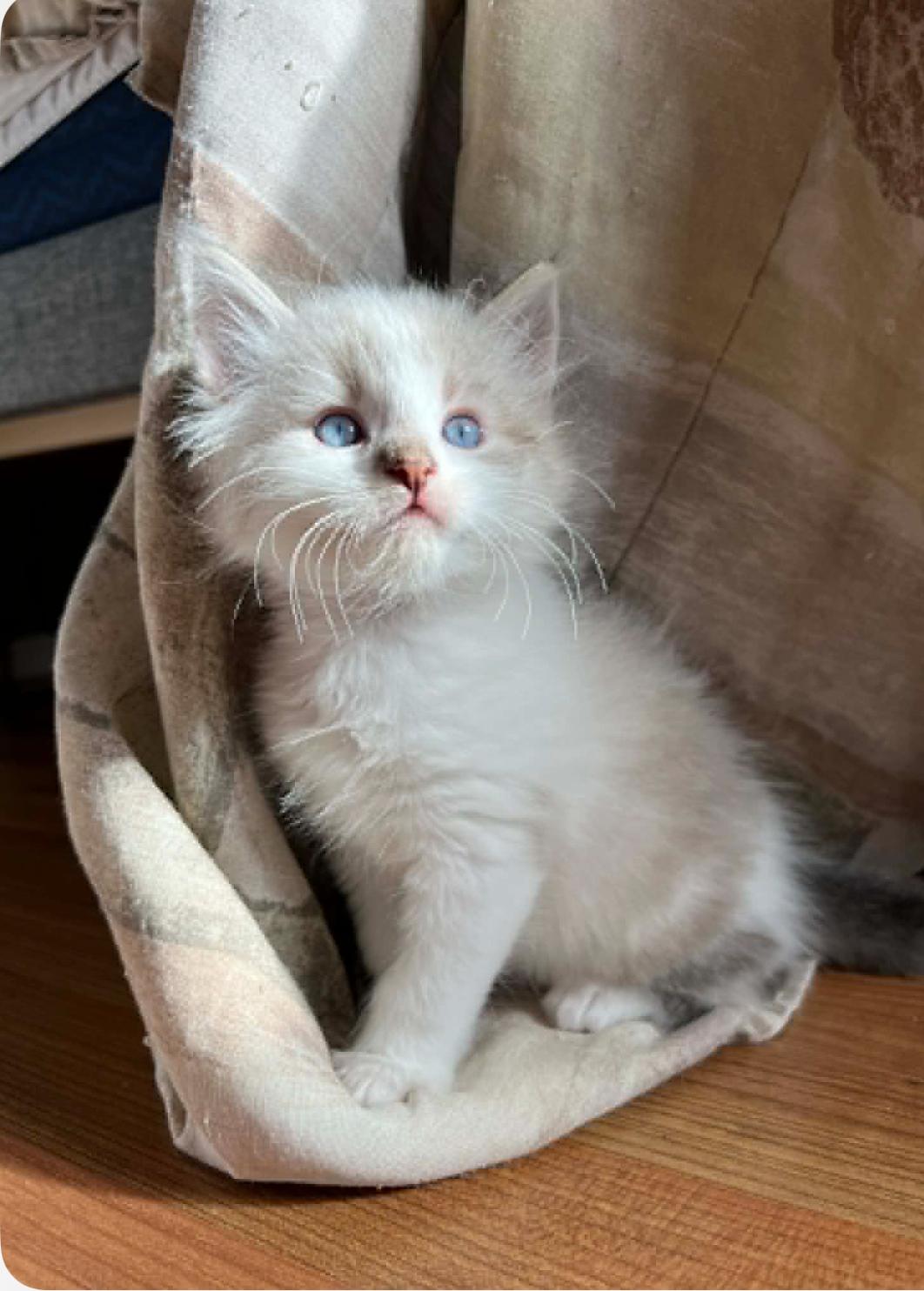 Enlarge Henry, a Adopted mixed breed in Steinbach, MB image 3/6