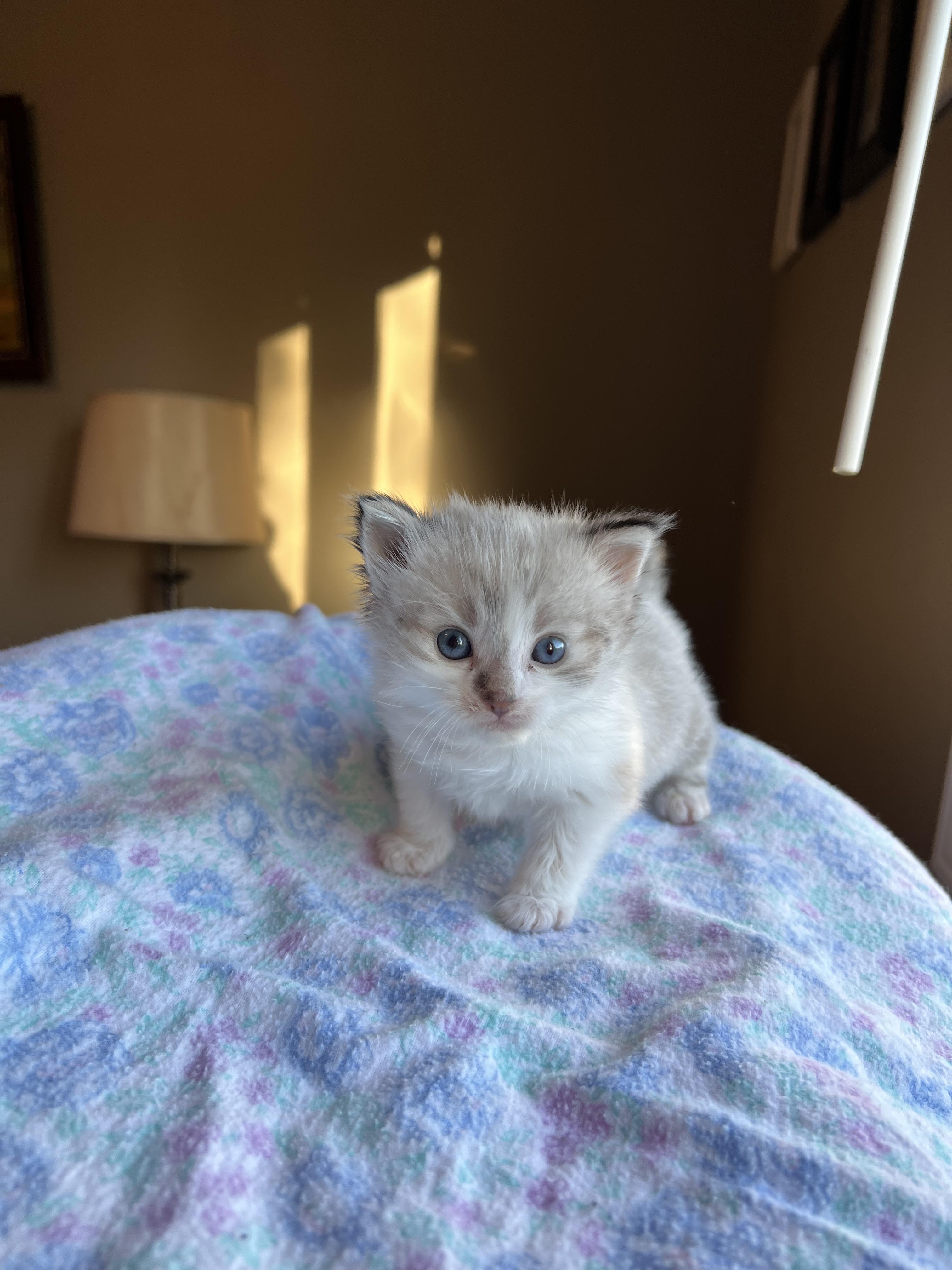 Enlarge Henry, a Adopted mixed breed in Steinbach, MB image 4/6