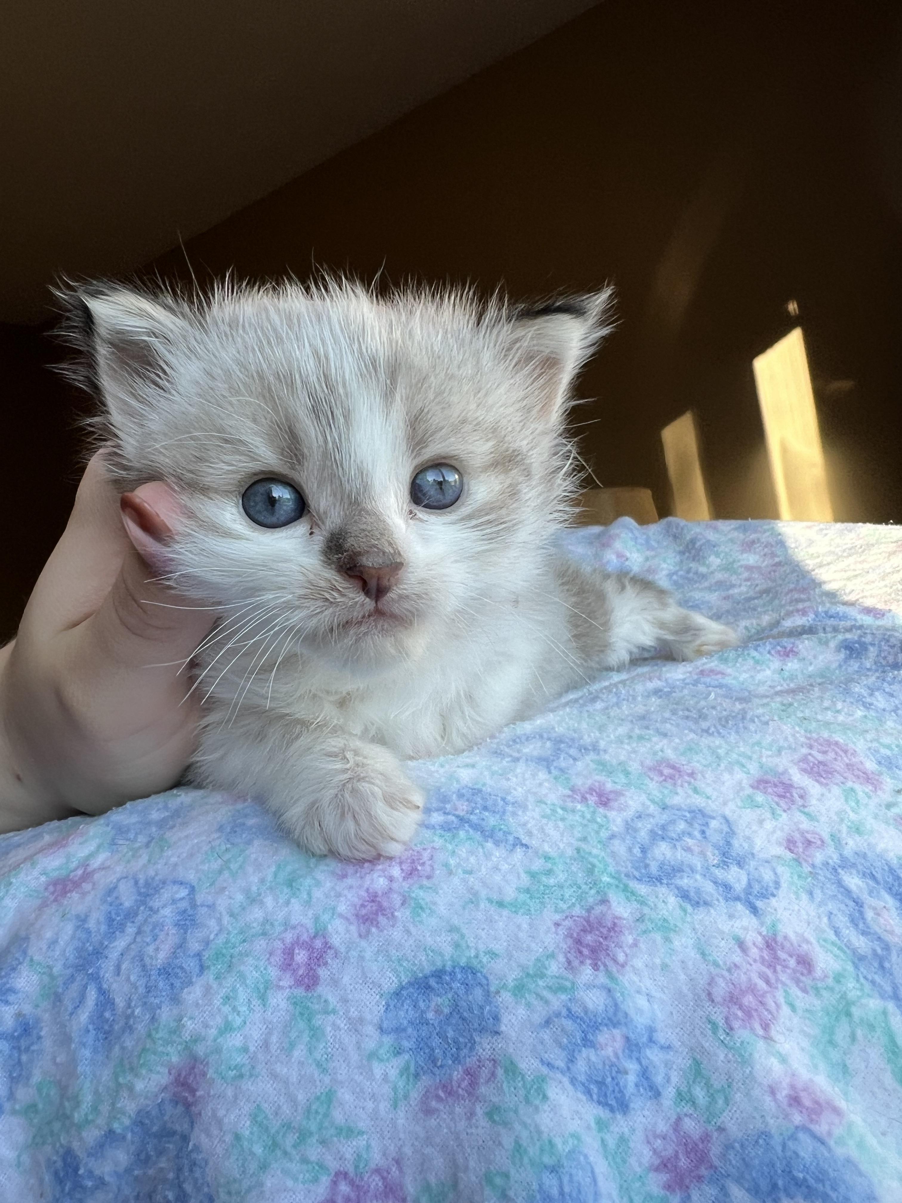 Enlarge Henry, a Adopted mixed breed in Steinbach, MB image 5/6