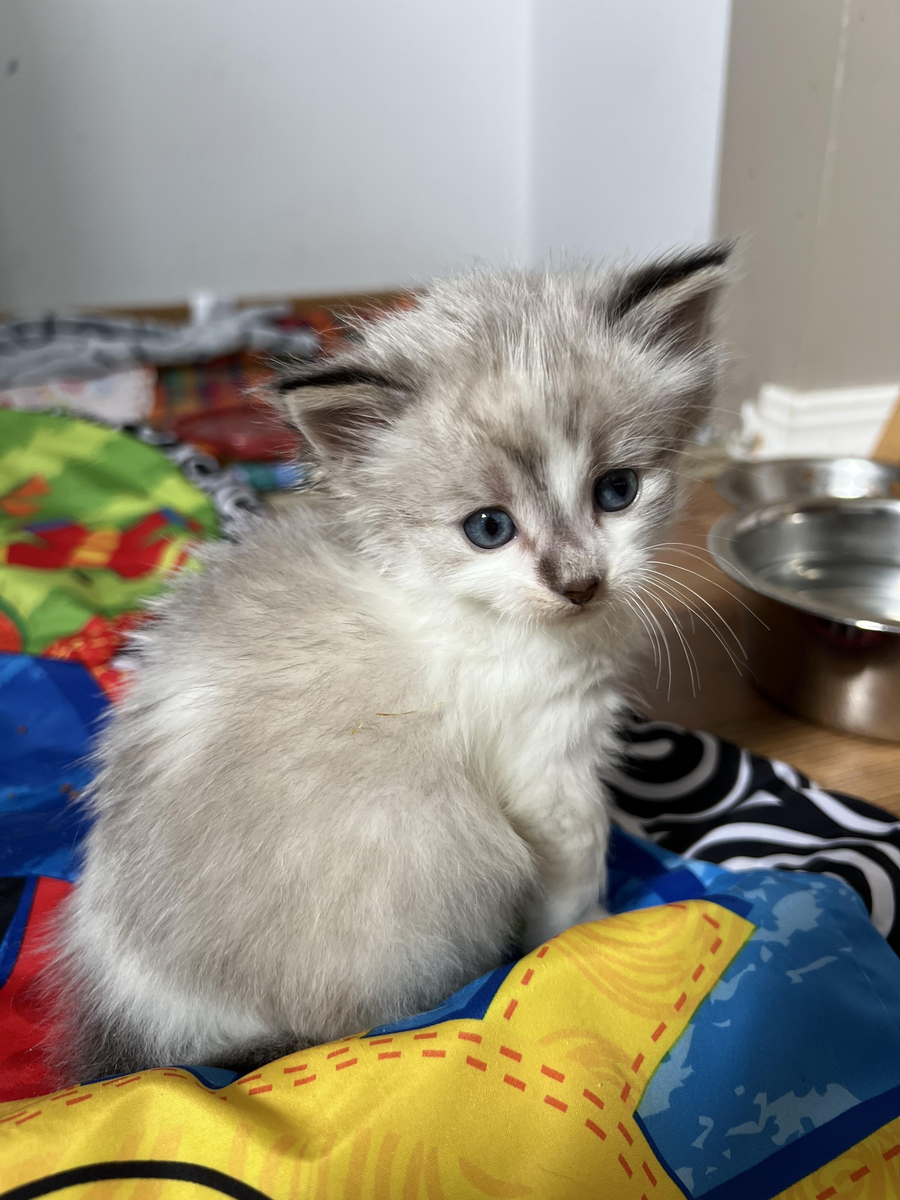 Enlarge Henry, a Adopted mixed breed in Steinbach, MB image 6/6