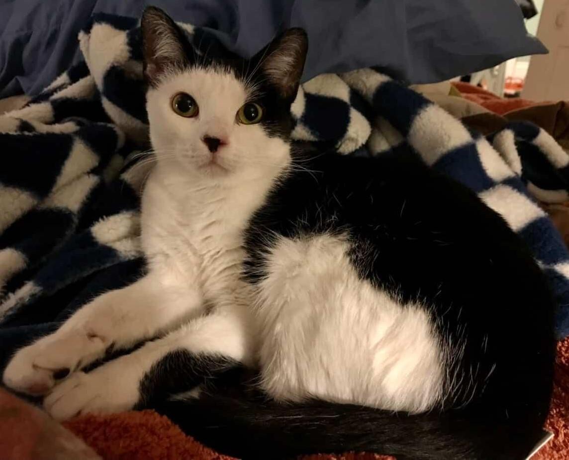 Sweet Pea, Adoptable, Young Female American Shorthair.